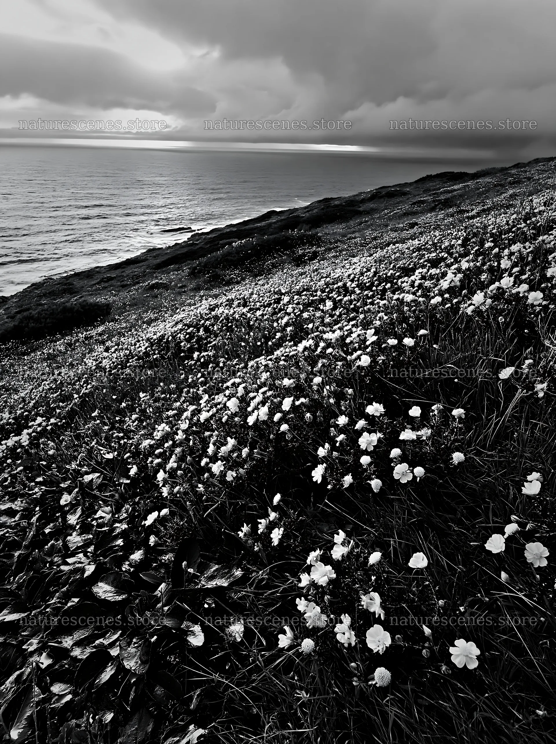 Portuguese meadow above Atlantic coast with yellow flowers – nature scenes 6866x9174