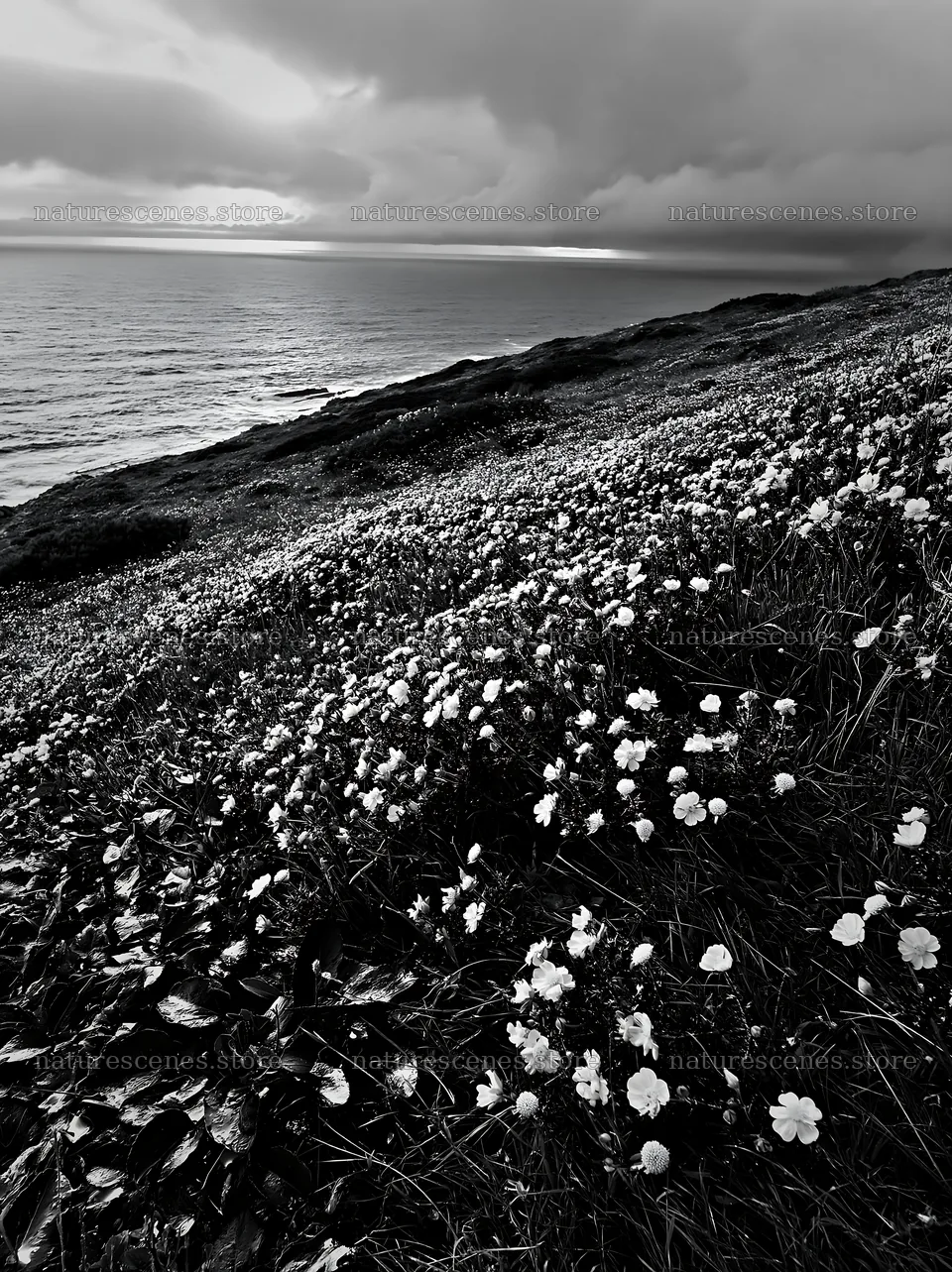 Portuguese meadow above Atlantic coast with yellow flowers – nature scenes 6866x9174