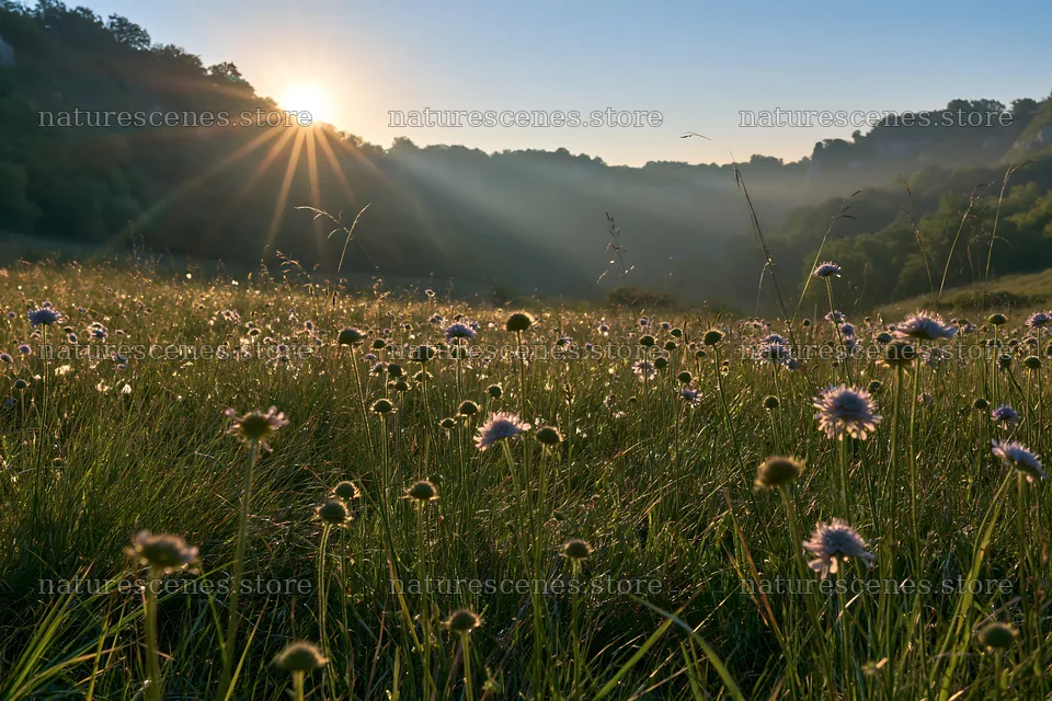 Sunny meadow with flowers under morning sunlight – nature scenes 9722x6480