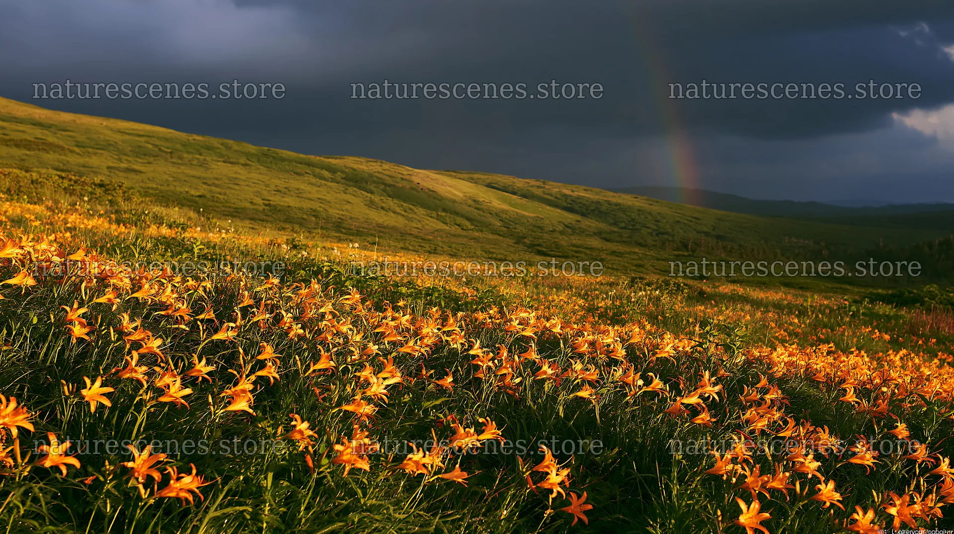 Daylilies bloom in Kirigamine highland meadow under cloudy sky – nature scenes 10608x5938