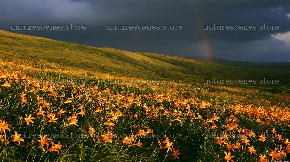 Daylilies bloom in Kirigamine highland meadow under cloudy sky – nature scenes 10608x5938