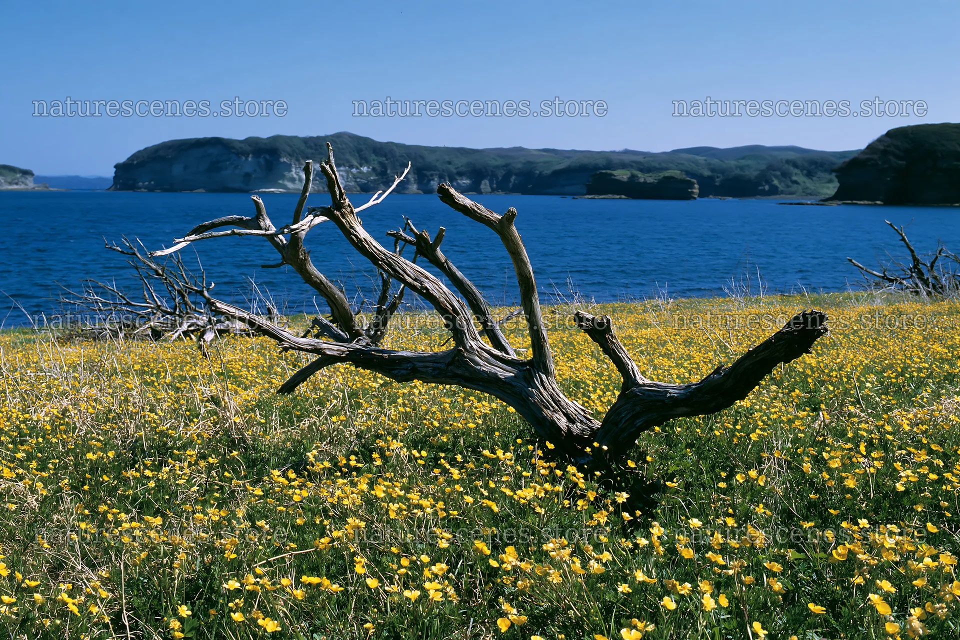 Coastal meadow with driftwood and flowers in Nagasaki – nature scenes 9722x6480