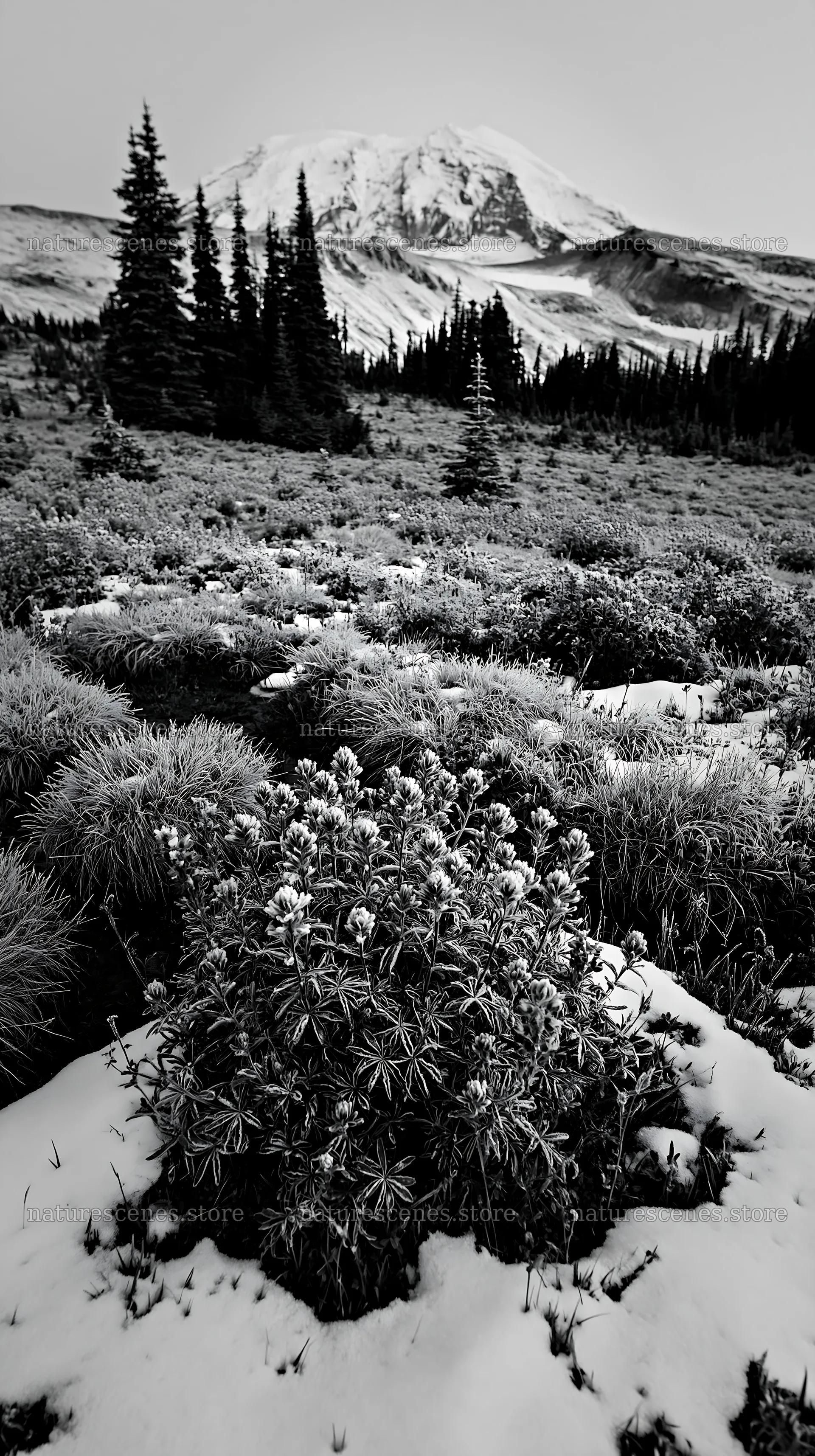 Snowbound meadow with mountains in the background during winter – nature scenes 5938x10608