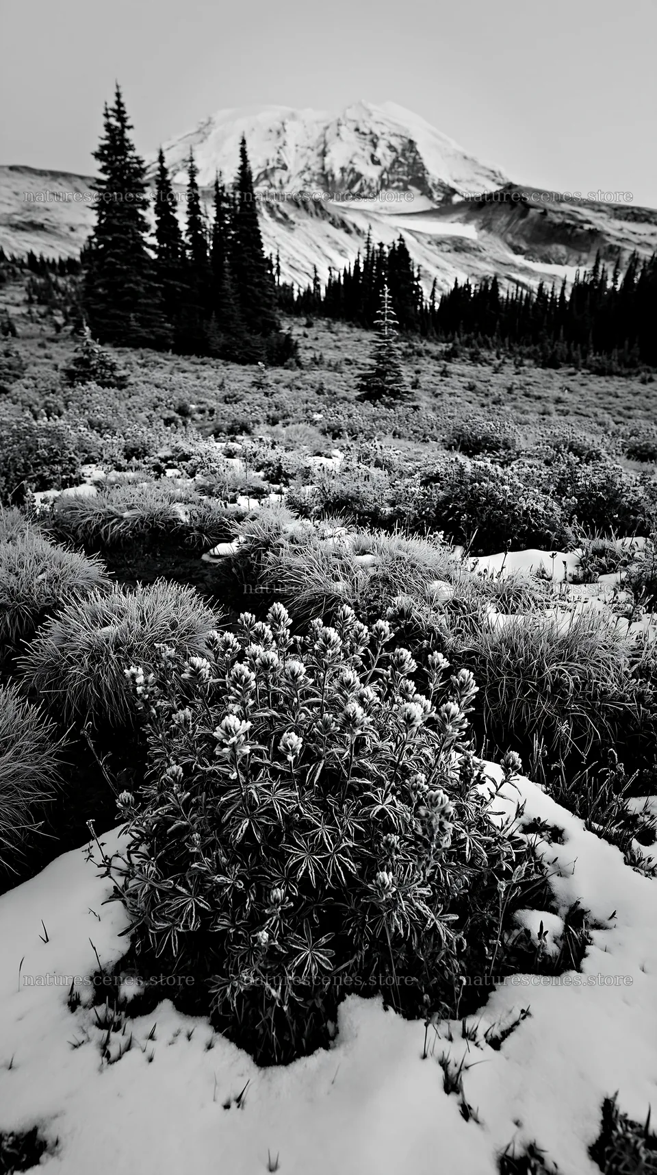 Snowbound meadow with mountains in the background during winter – nature scenes 5938x10608