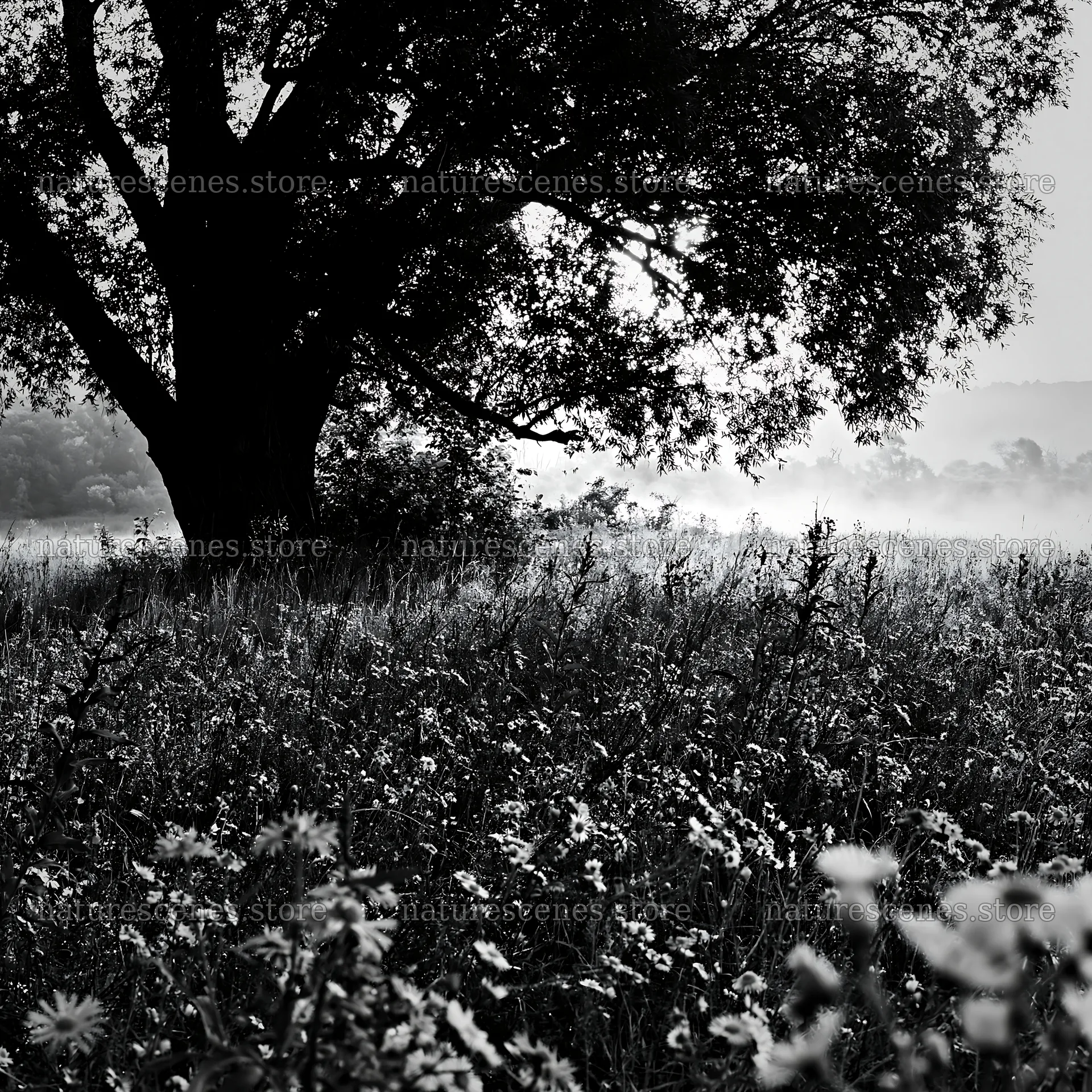 Lakeside meadow with tree in black and white – nature scenes 7938x7938