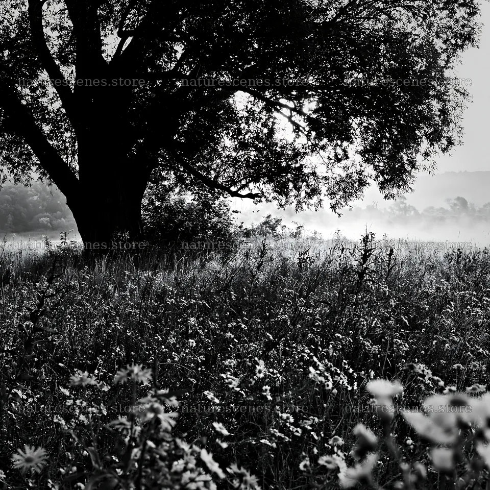 Lakeside meadow with tree in black and white – nature scenes 7938x7938