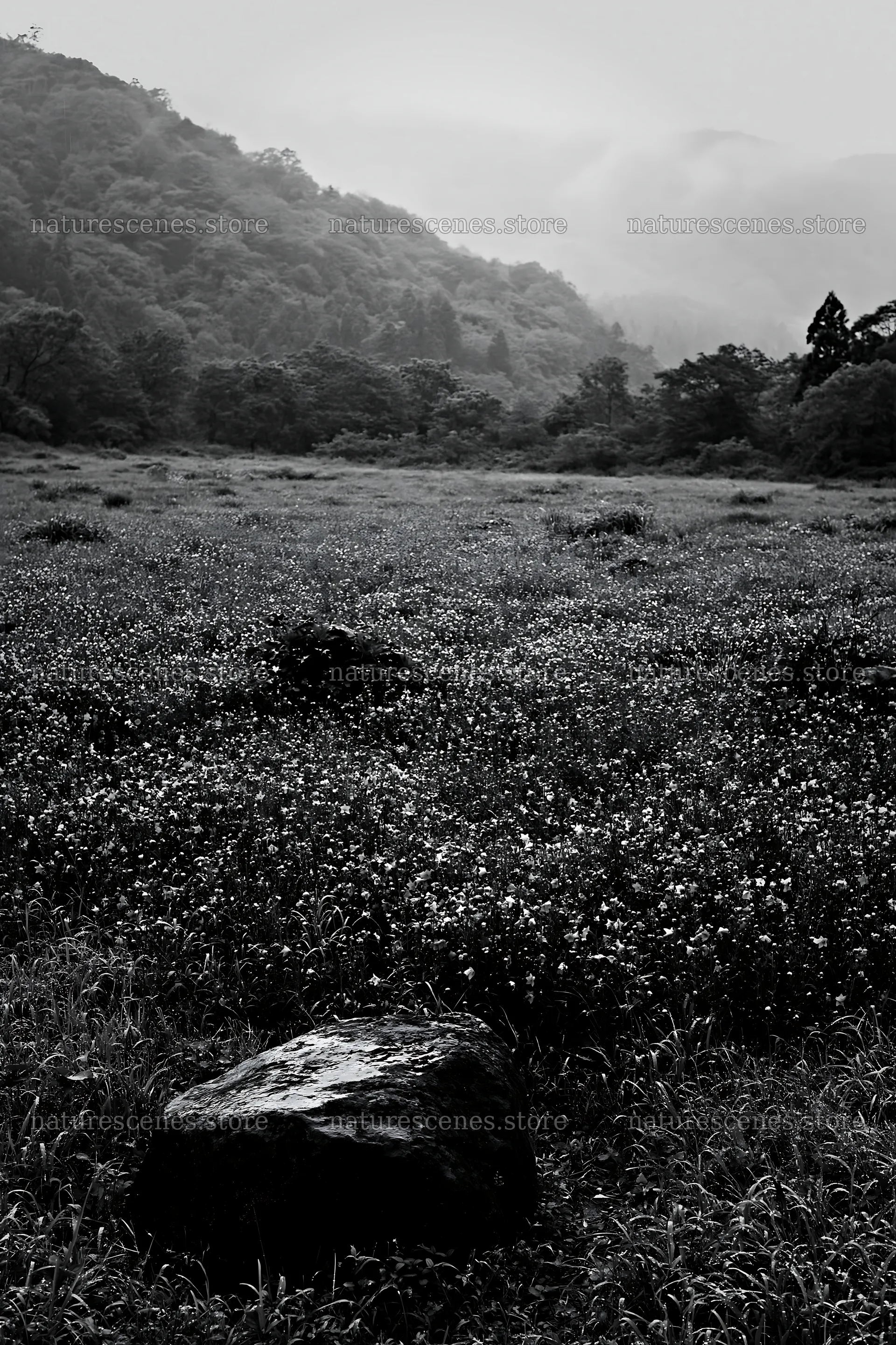 Hiroshima rainy meadow smooth rock foreground – nature scenes 6480x9722