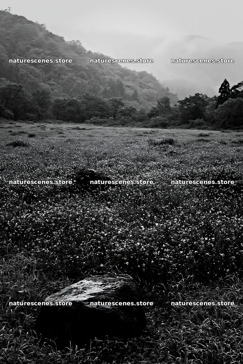 Hiroshima rainy meadow smooth rock foreground – nature scenes 6480x9722