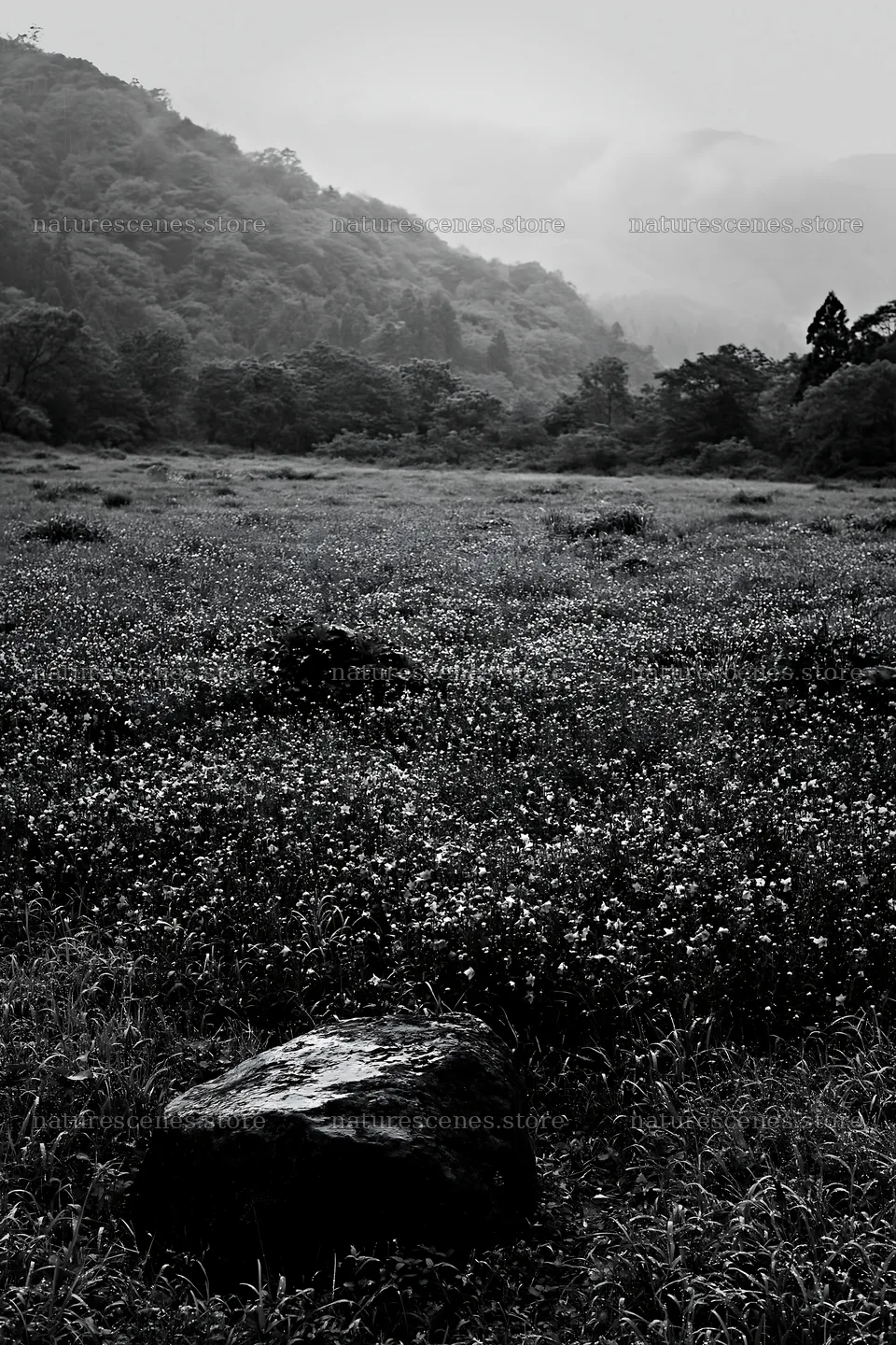 Hiroshima rainy meadow smooth rock foreground – nature scenes 6480x9722