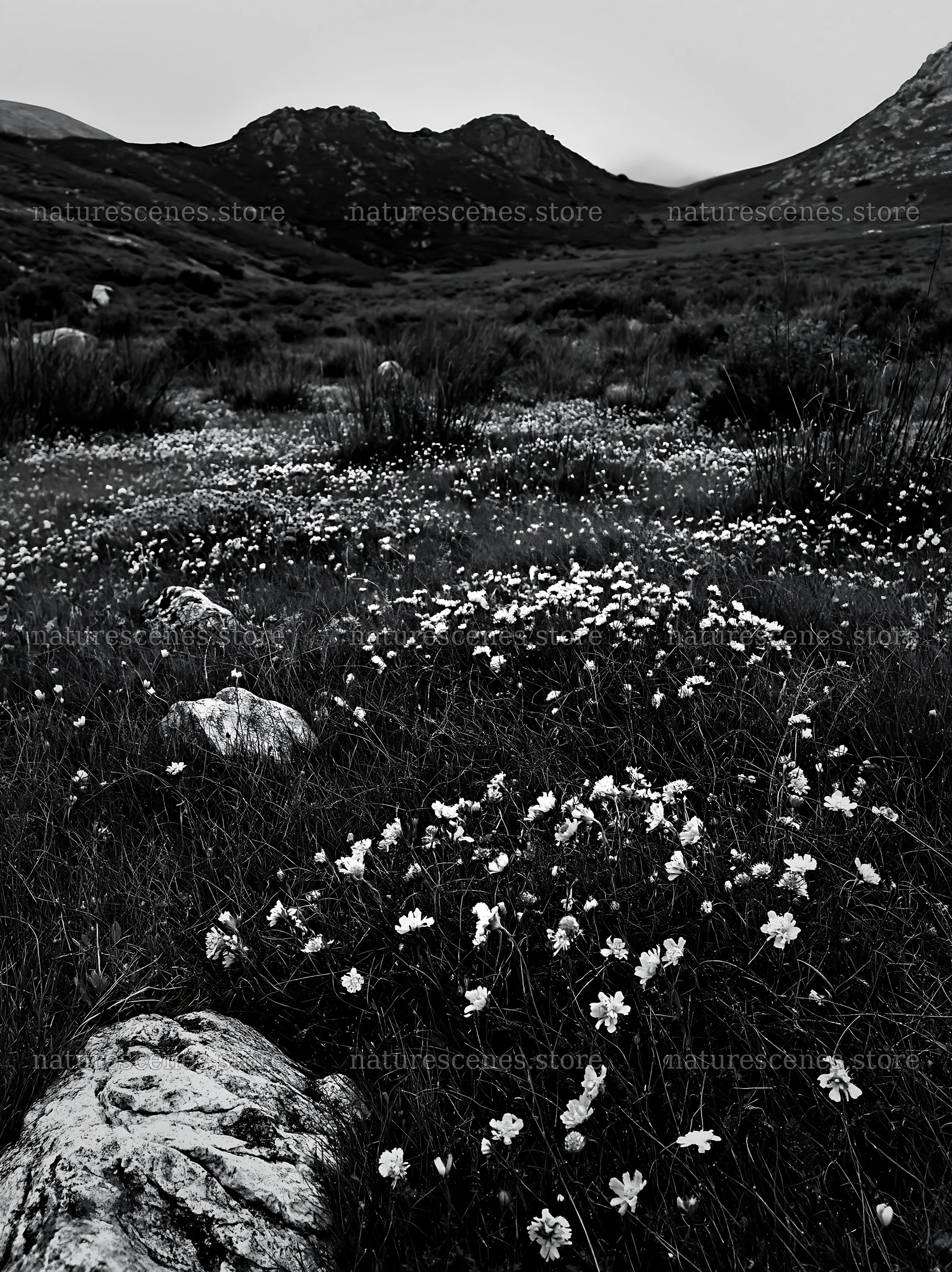 Cloudy rockrose meadow with mountains in the background – nature scenes 6866x9174