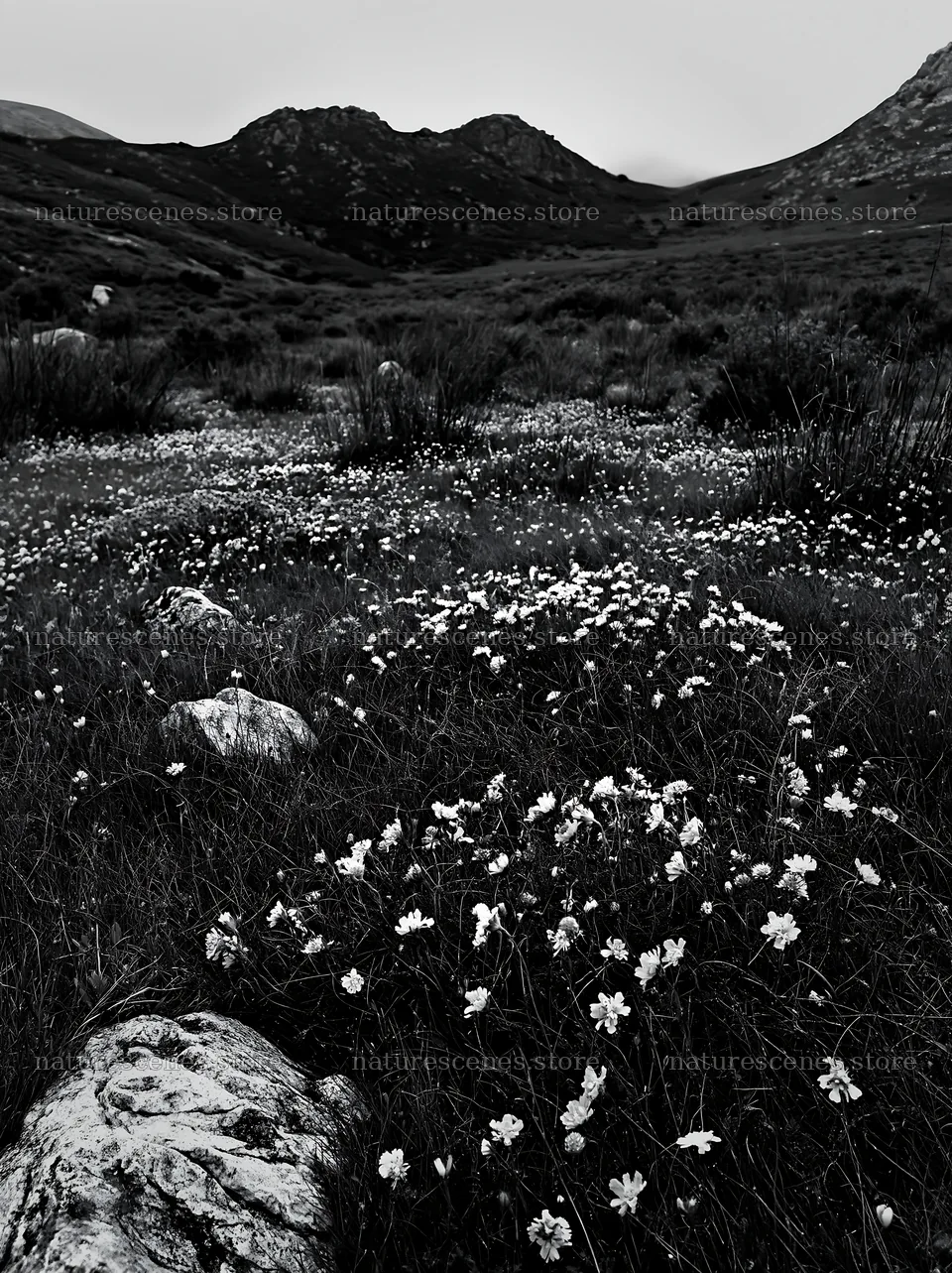 Cloudy rockrose meadow with mountains in the background – nature scenes 6866x9174