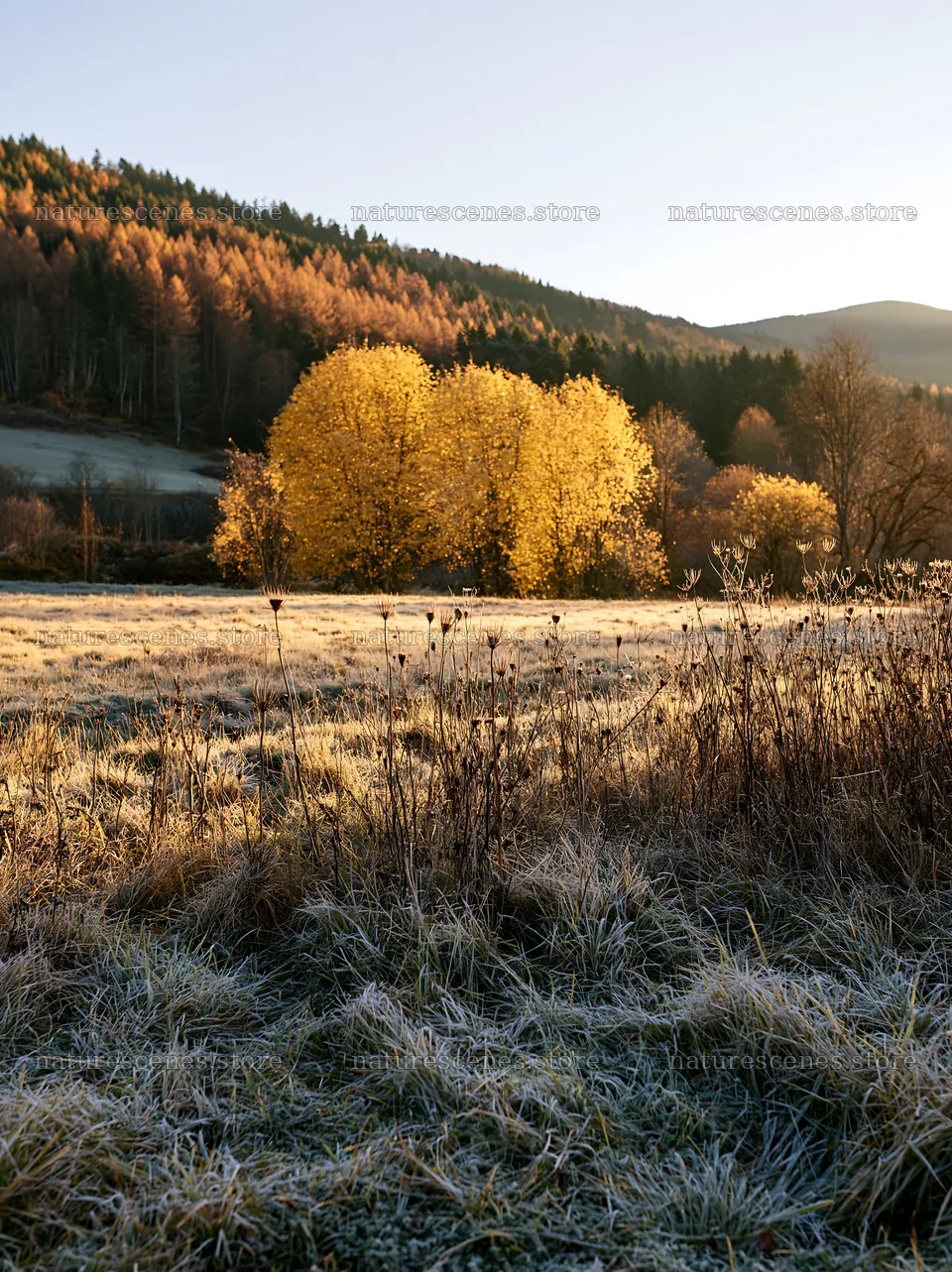 Vibrant autumn trees in a valley apple meadow – nature scenes 6866x9174
