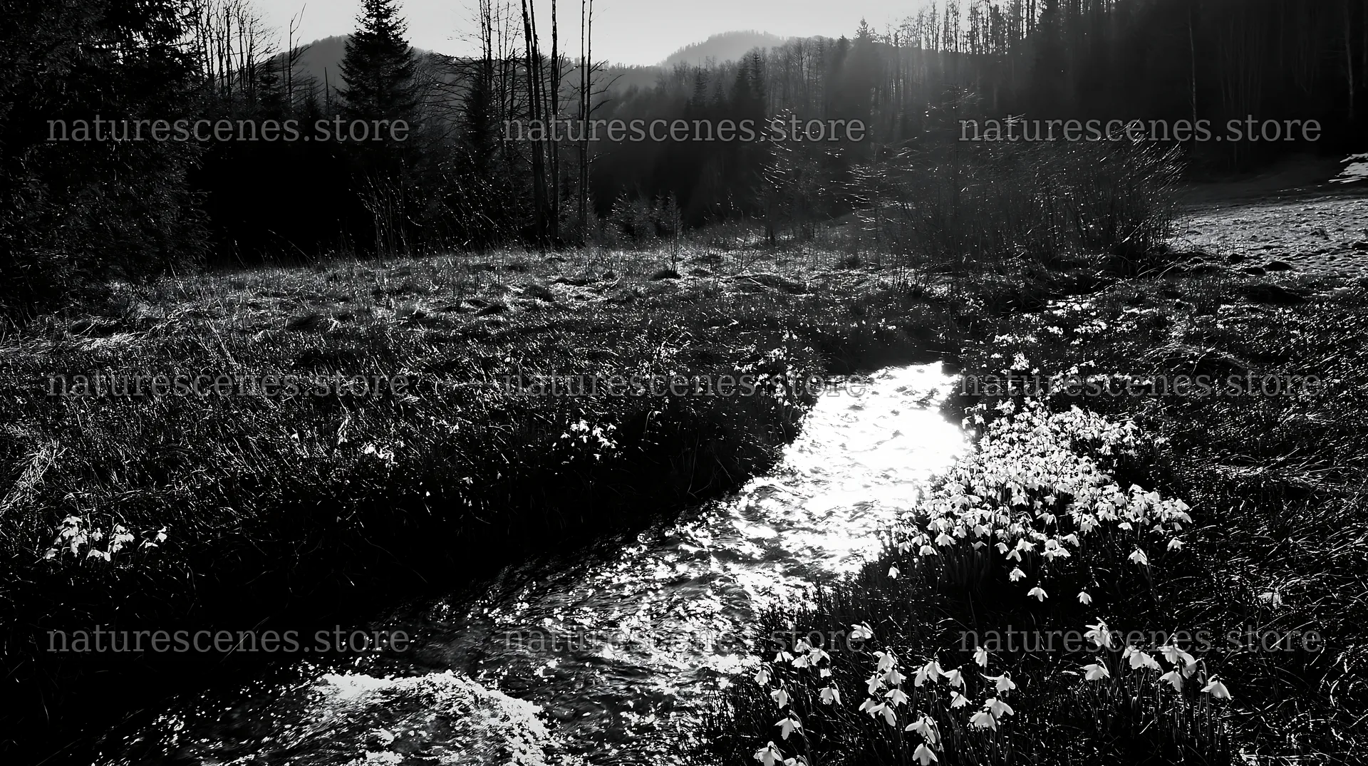 High contrast meadow with natural stream in black and white – nature scenes 10608x5938