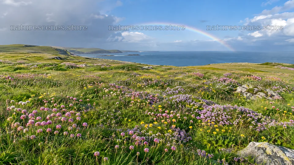 Wildflower Meadow Above a Coastal Bay – nature scenes 10324x5812