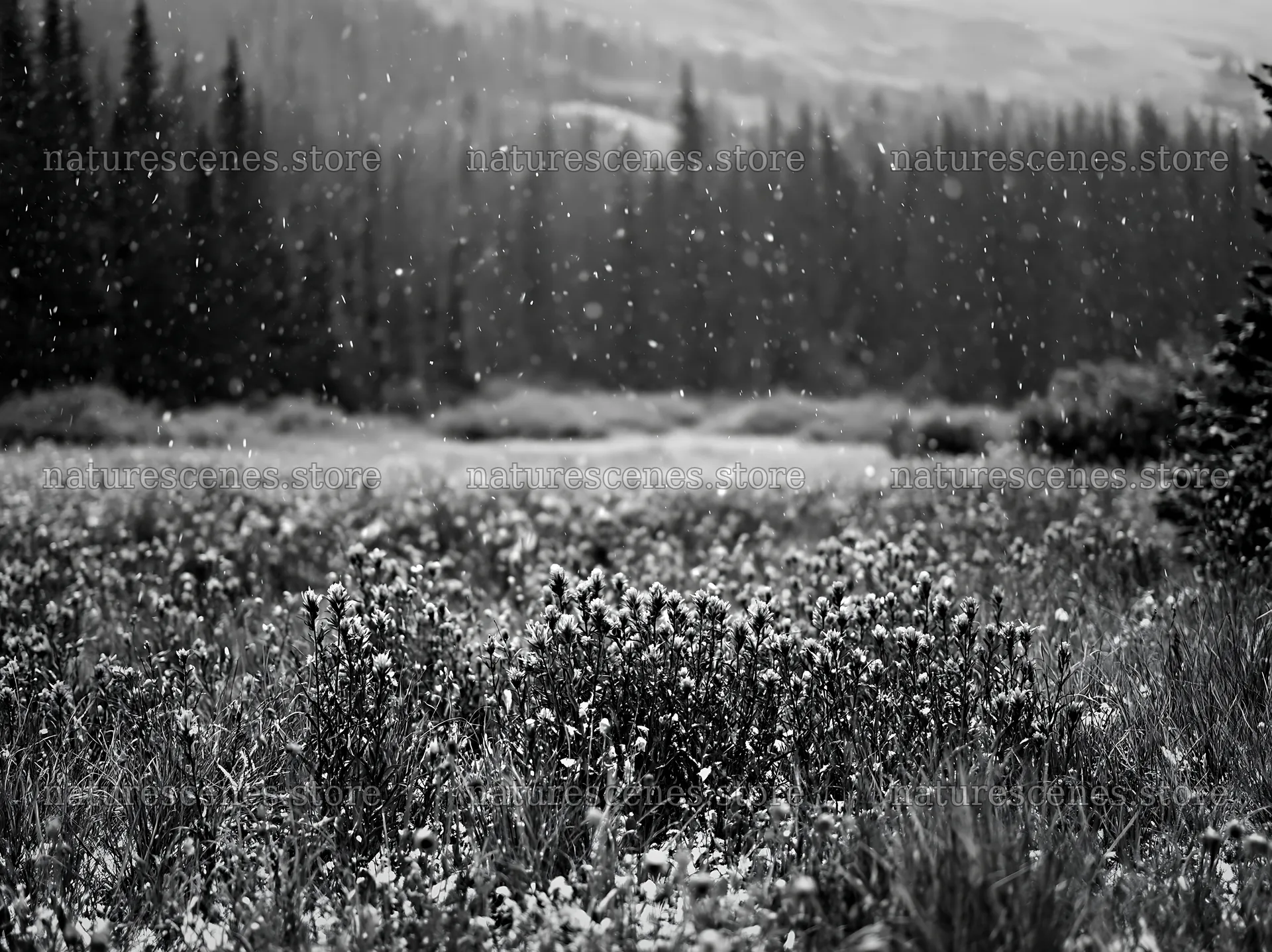 Snow falling on a meadow in Rocky Mountain Park – nature scenes 9174x6866