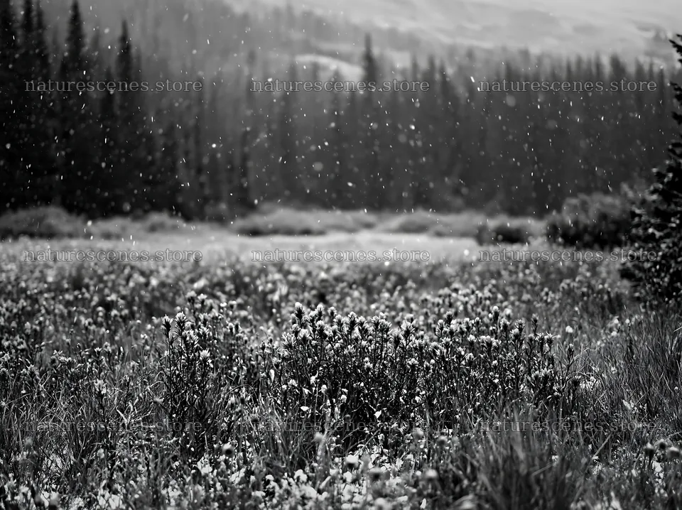 Snow falling on a meadow in Rocky Mountain Park – nature scenes 9174x6866