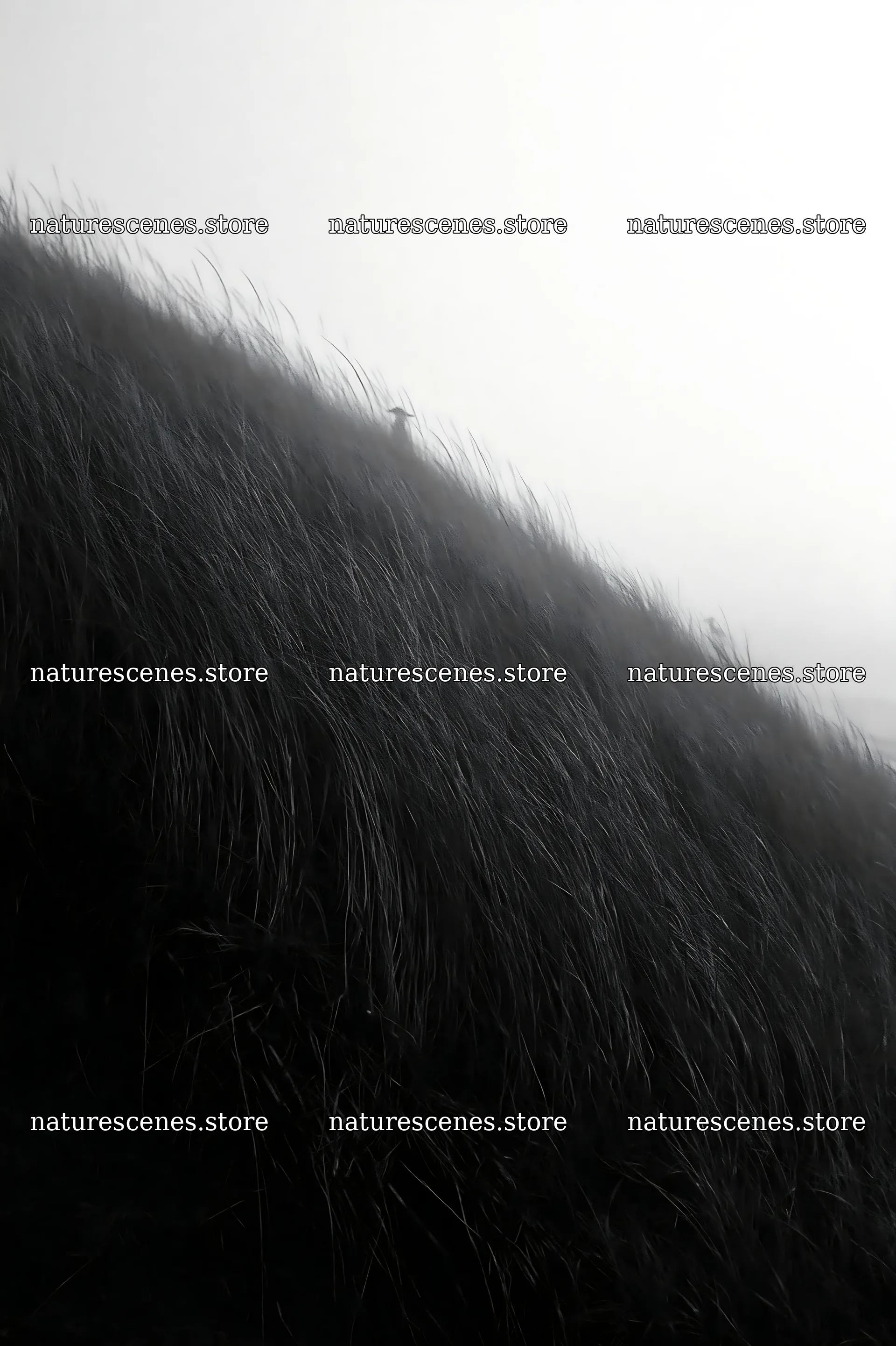 Tottori windy meadow with dune grasses in a foggy setting – nature scenes 6480x9722
