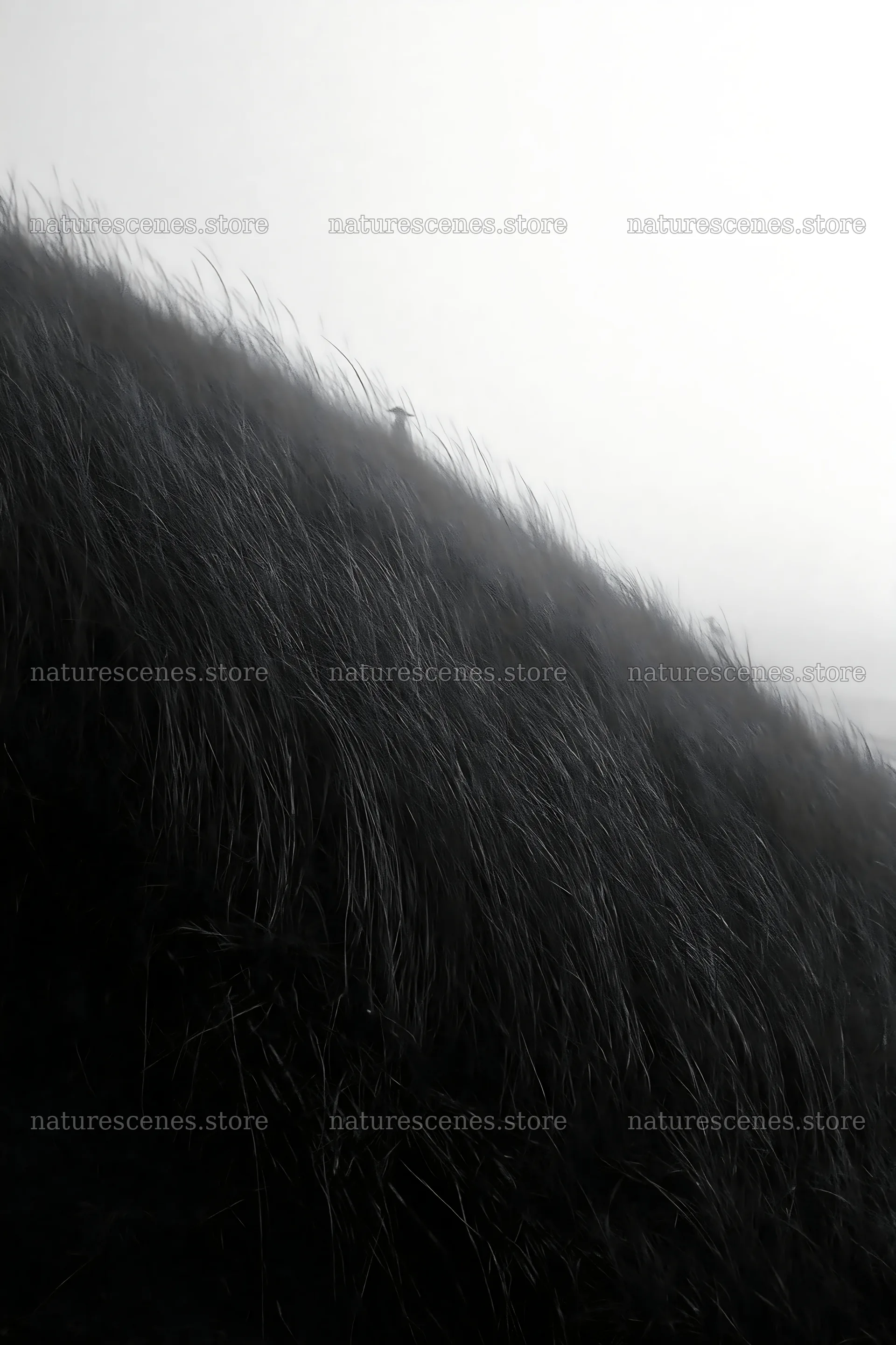 Tottori windy meadow with dune grasses in a foggy setting – nature scenes 6480x9722