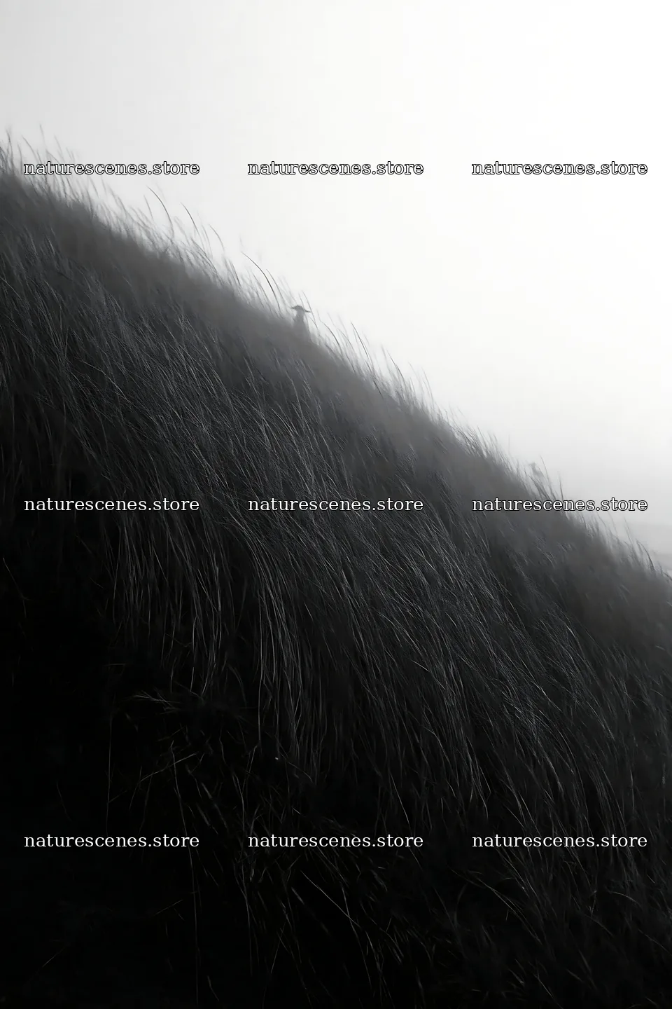 Tottori windy meadow with dune grasses in a foggy setting – nature scenes 6480x9722