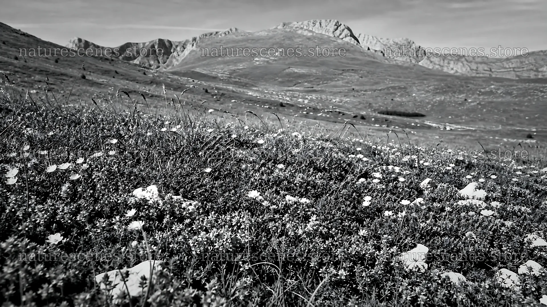 Sunny meadow filled with wild thyme and distant mountains – nature scenes 10584x5952