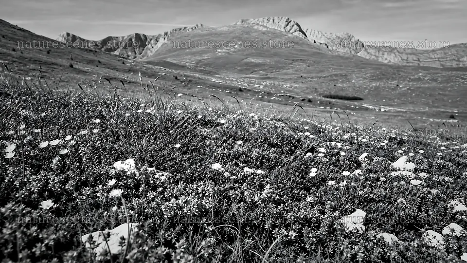 Sunny meadow filled with wild thyme and distant mountains – nature scenes 10584x5952