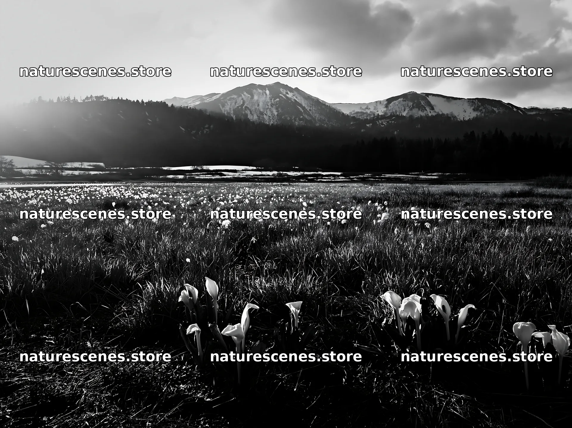 Akita snowmelt meadow with silver grasses under the sun – nature scenes 9174x6866