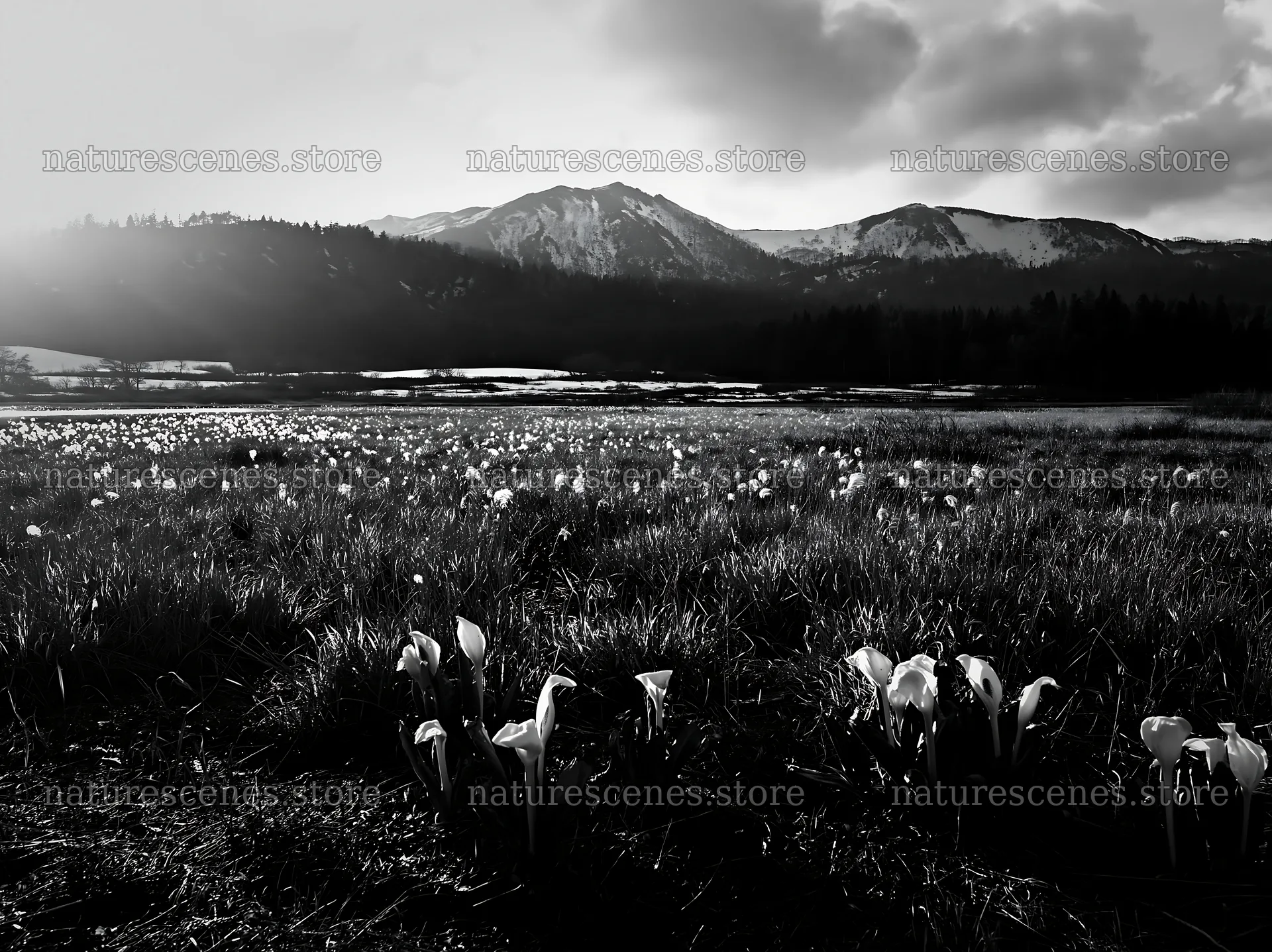 Akita snowmelt meadow with silver grasses under the sun – nature scenes 9174x6866