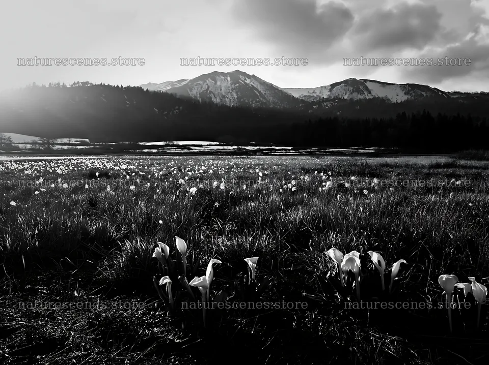 Akita snowmelt meadow with silver grasses under the sun – nature scenes 9174x6866