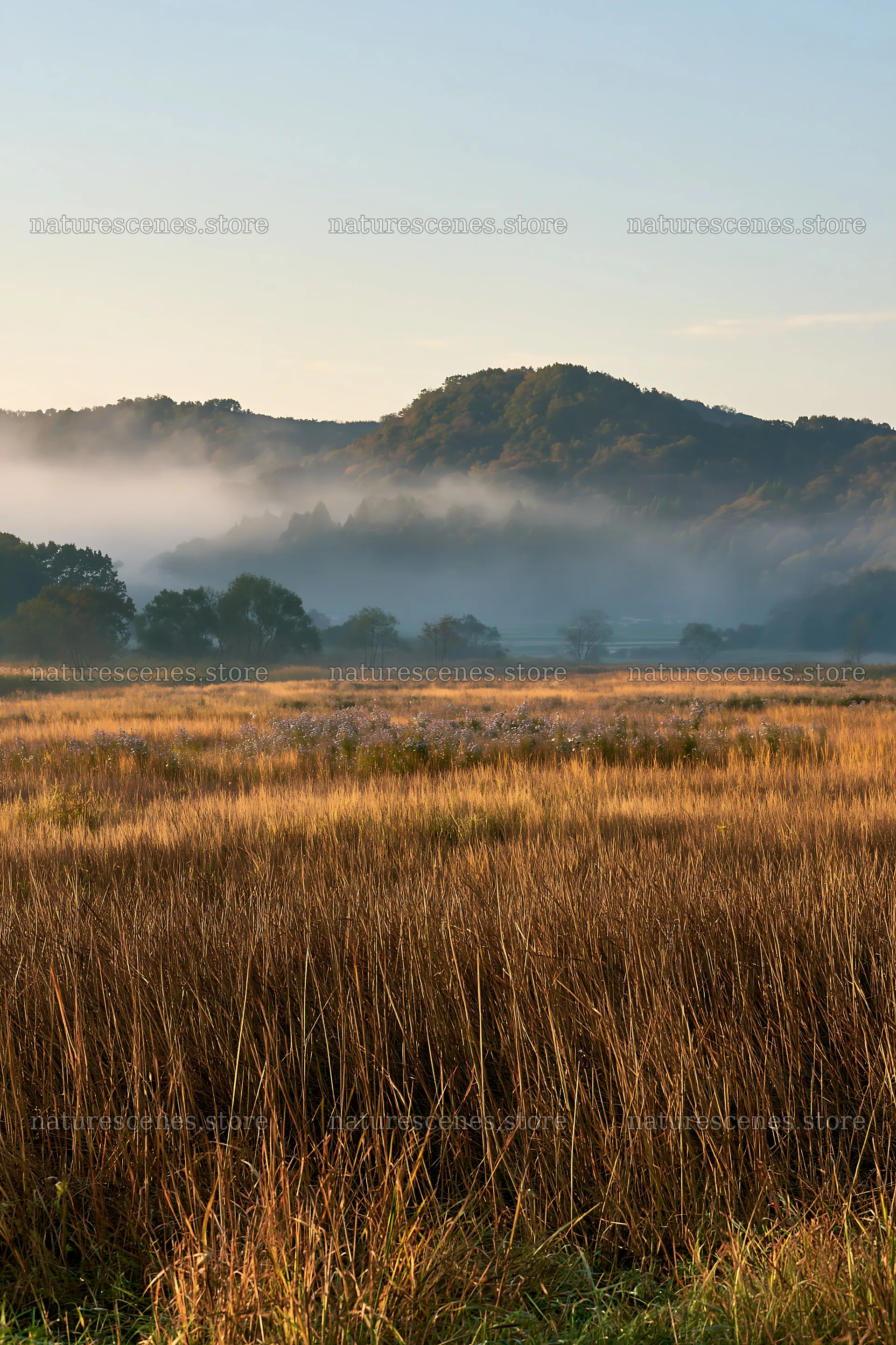 Saga floodplain meadow with reeds in early morning light – nature scenes 6480x9722
