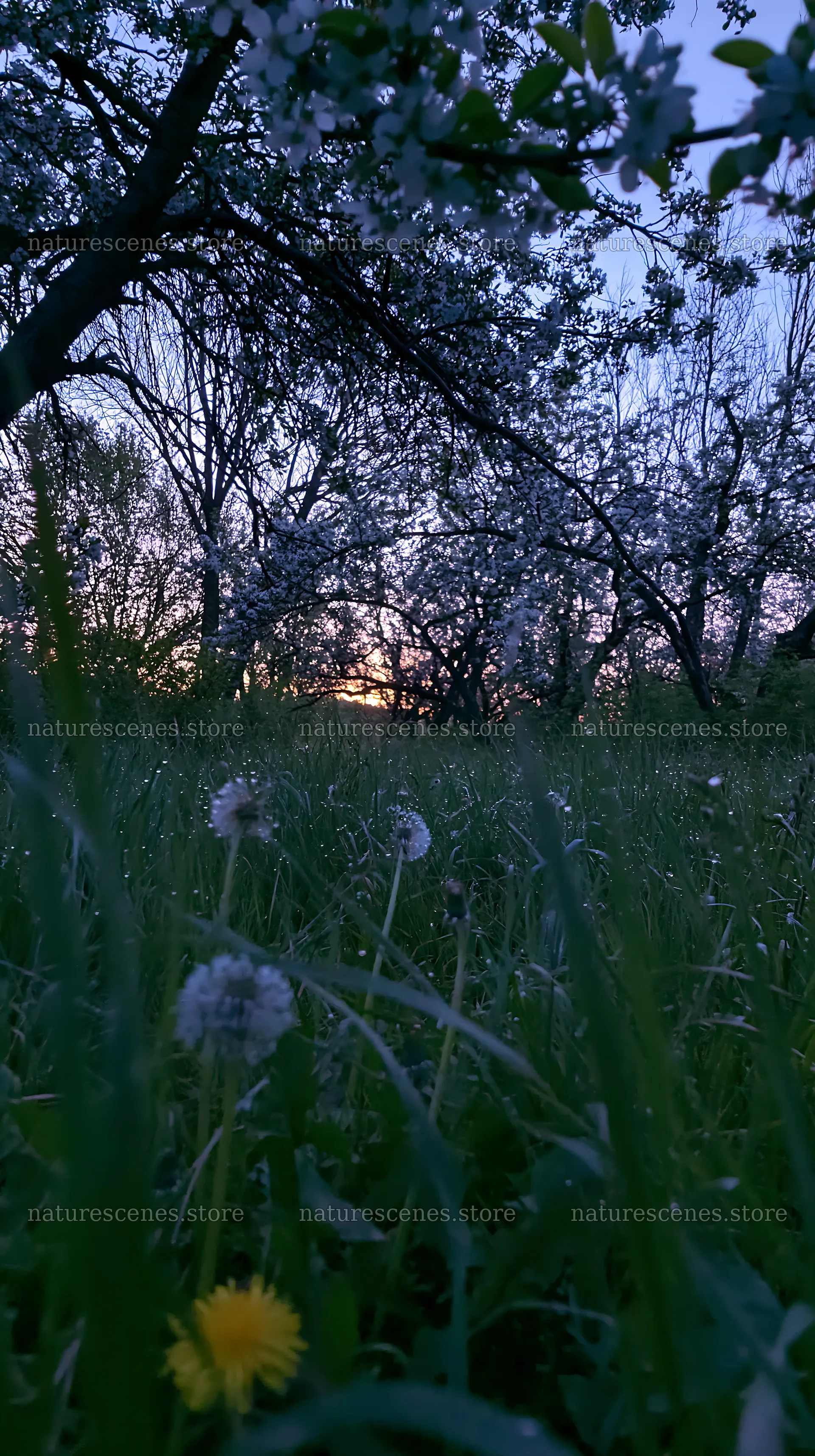 Spring orchard meadow with blooming trees at sunset – nature scenes 5938x10608