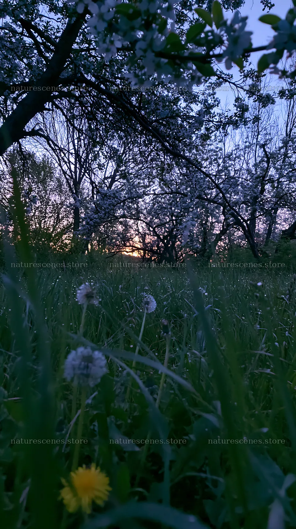 Spring orchard meadow with blooming trees at sunset – nature scenes 5938x10608