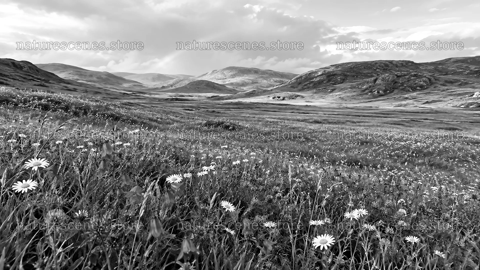 Black and White Wildflower Meadow in a Mountain Valley – nature scenes 10324x5812