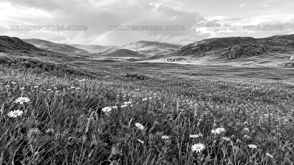 Black and White Wildflower Meadow in a Mountain Valley – nature scenes 10324x5812