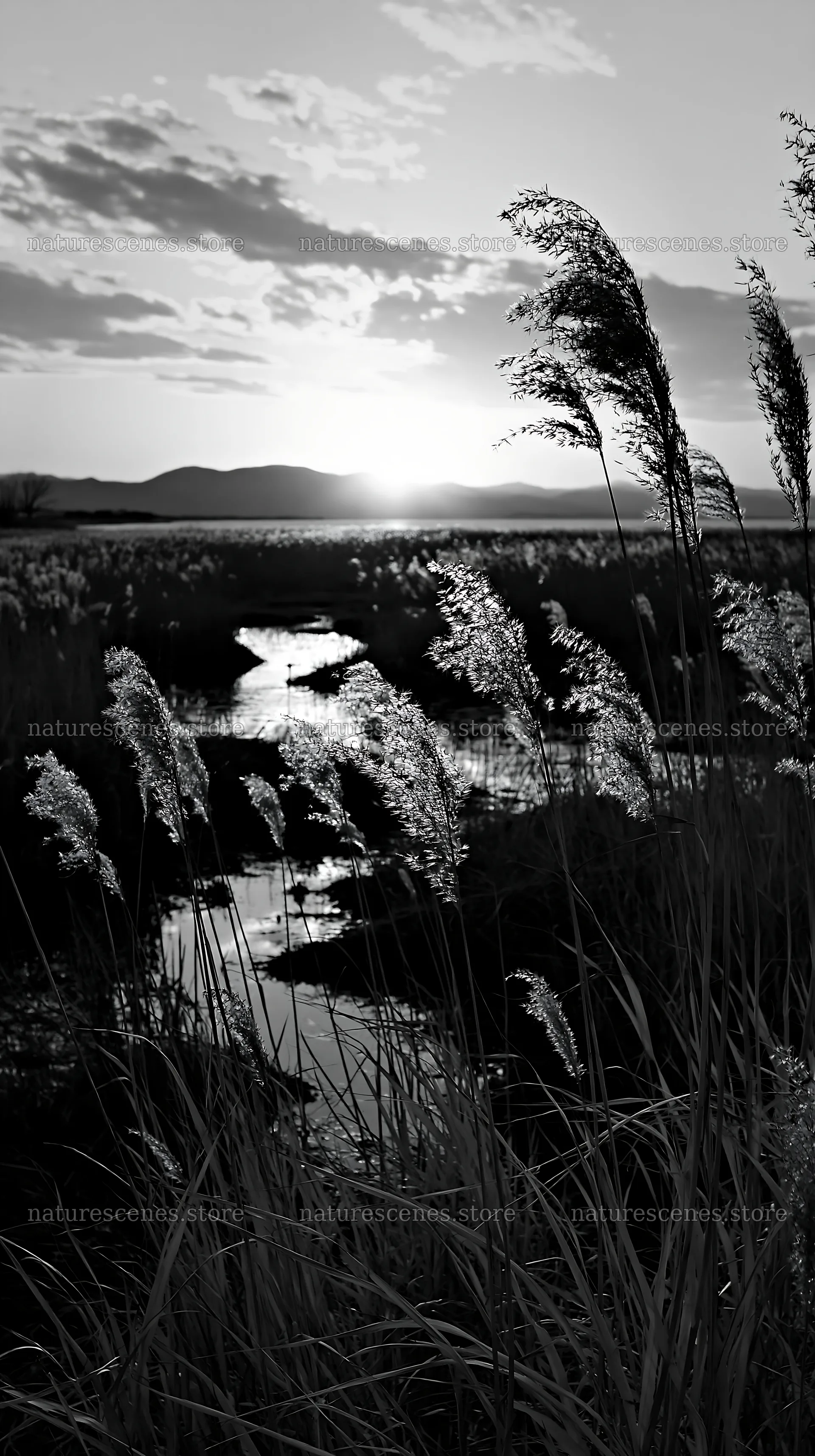 Shiga wetland meadow reeds at sunset for climate adaptation – nature scenes 5938x10608