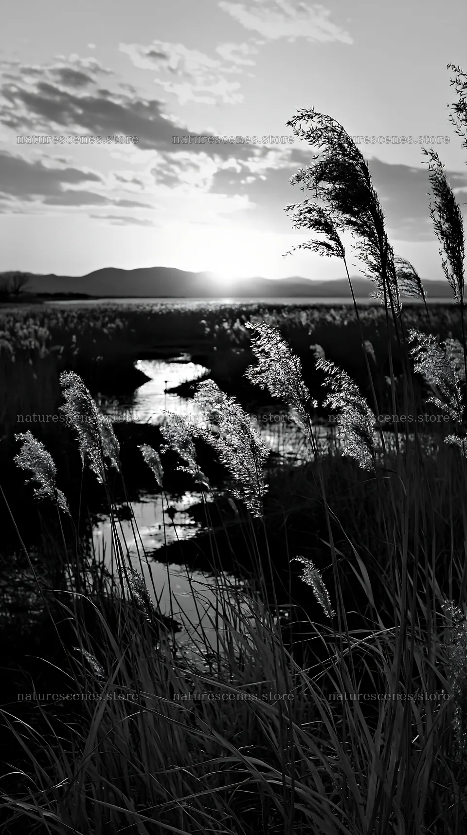Shiga wetland meadow reeds at sunset for climate adaptation – nature scenes 5938x10608