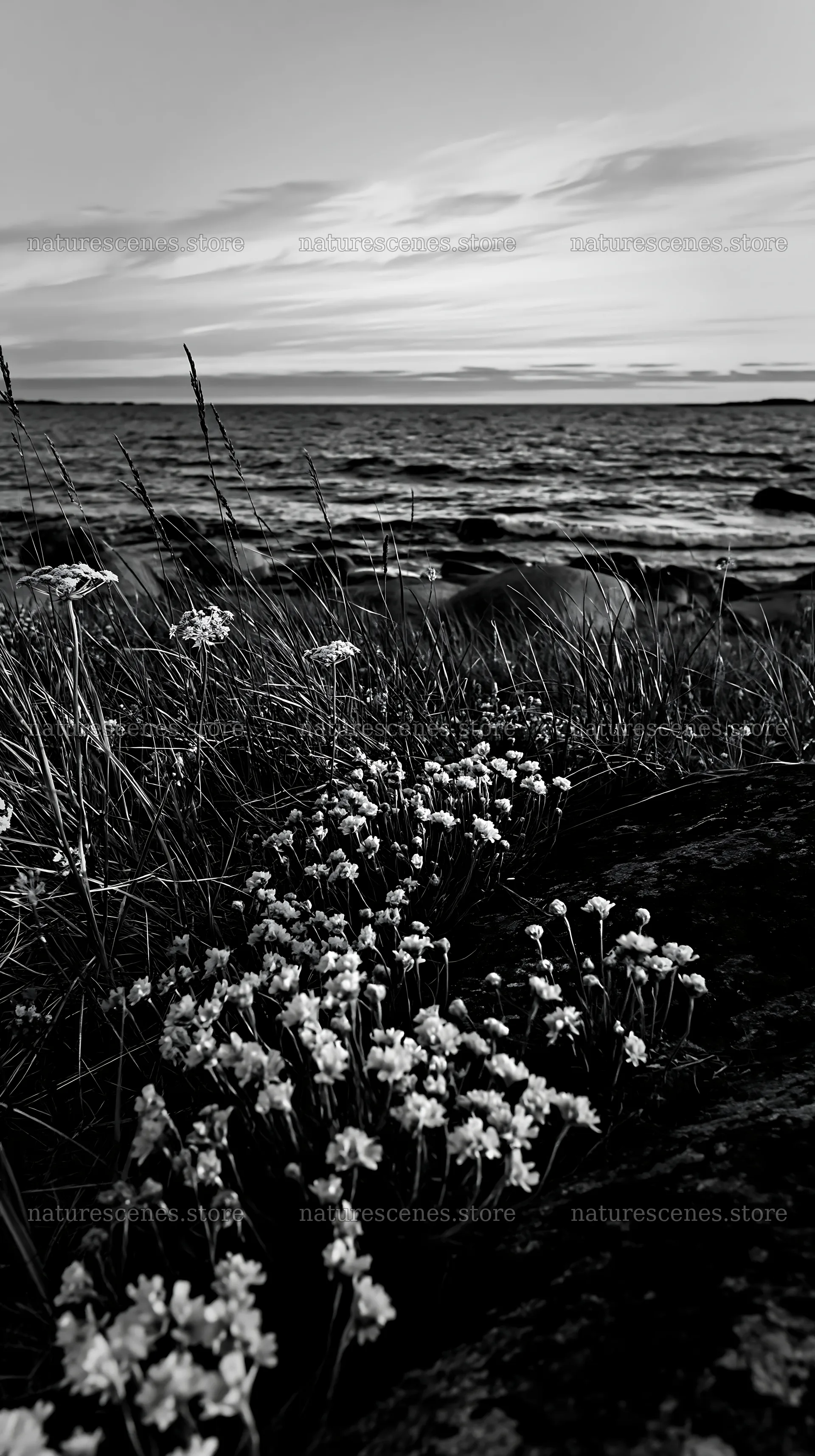 Meadow with boulders near the water at sunset – nature scenes 5938x10608