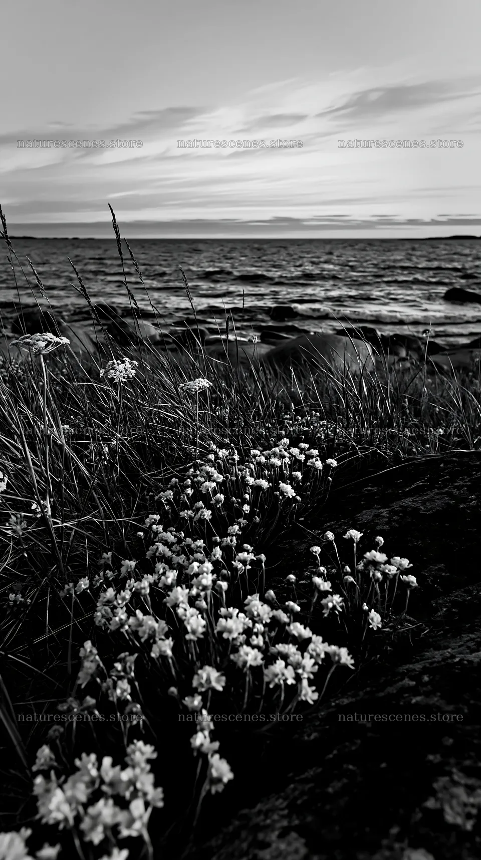 Meadow with boulders near the water at sunset – nature scenes 5938x10608