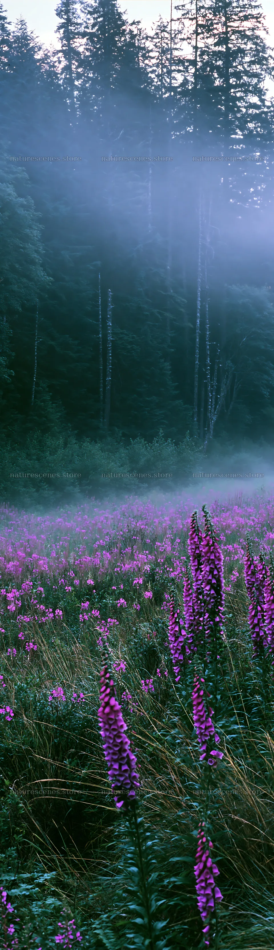 Misty forest meadow with purple flowers in early morning light – nature scenes 4268x14762