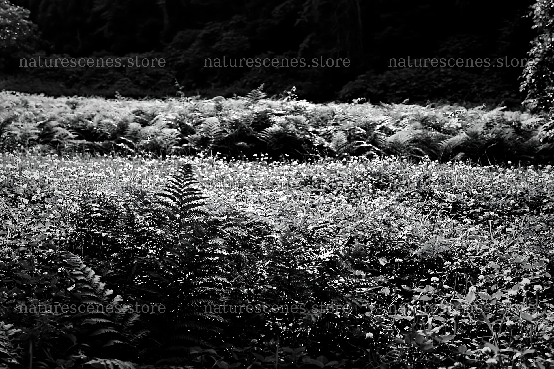 Nara summer meadow with fern in the foreground – nature scenes 9722x6480