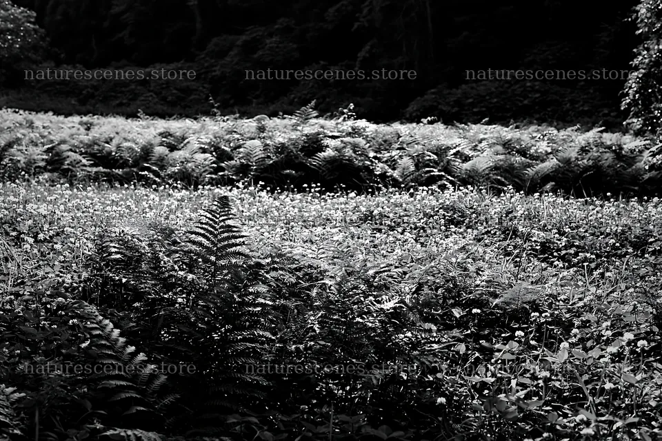 Nara summer meadow with fern in the foreground – nature scenes 9722x6480