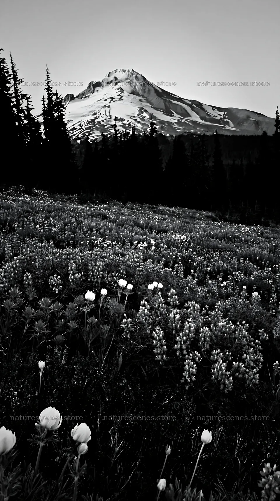 Lupine meadow with mountains in the background at dusk – nature scenes 5938x10608