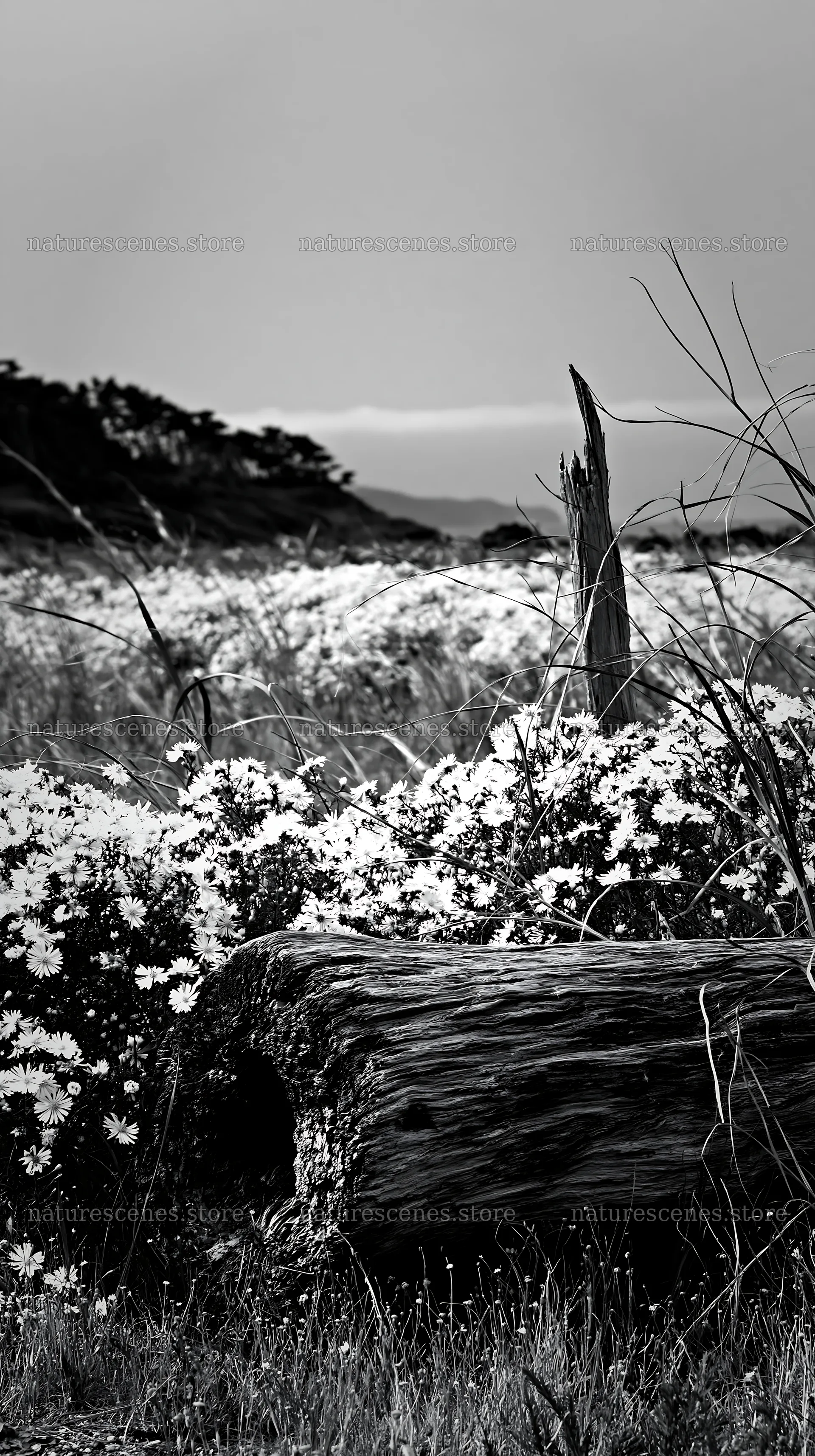Chiba coastal climate meadow driftwood foreground – nature scenes 5938x10608