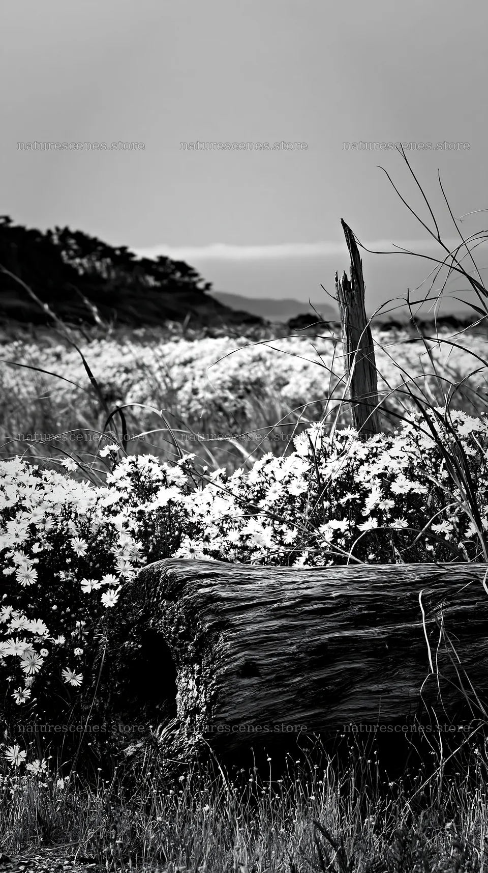 Chiba coastal climate meadow driftwood foreground – nature scenes 5938x10608