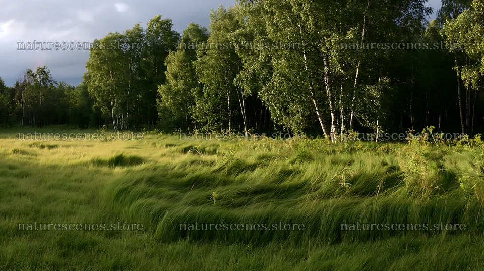 Birch forest meadow with grass and trees in natural setting – nature scenes 10608x5938