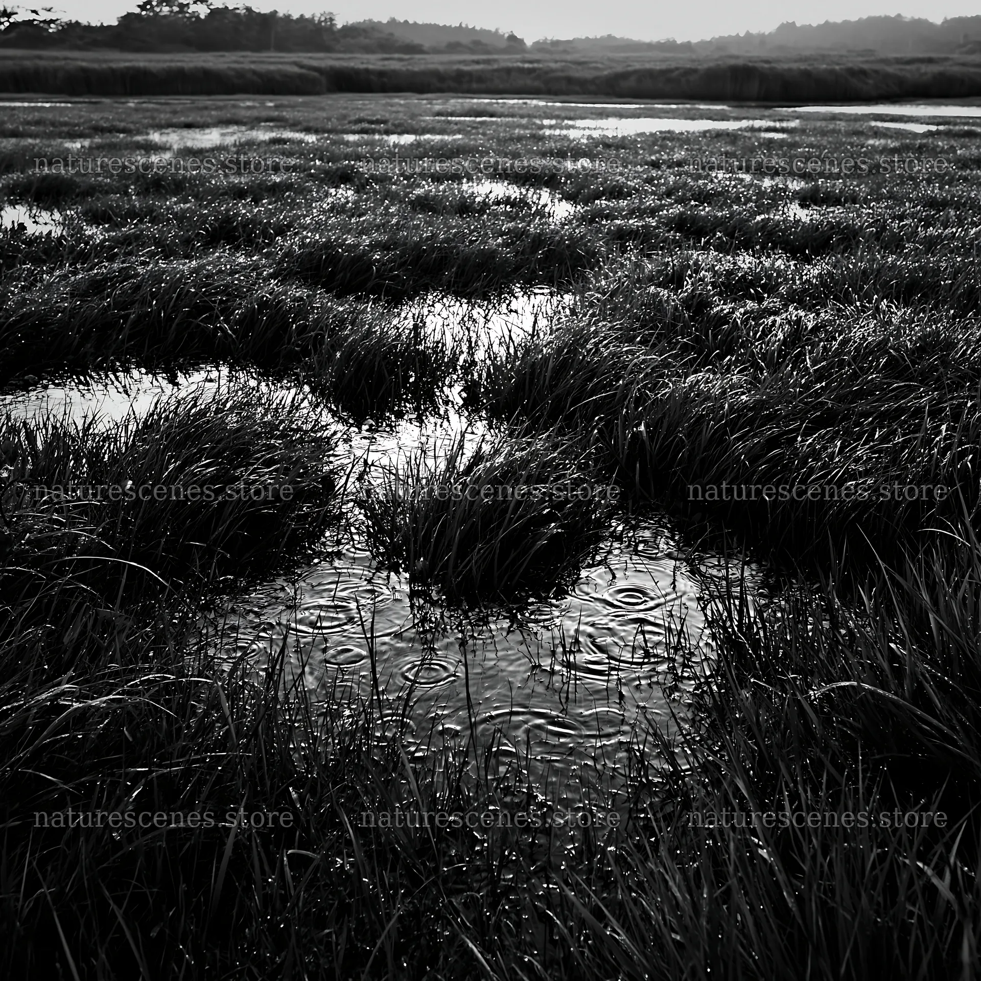 Fukui native grass meadow rain droplets glisten on green blades – nature scenes 7938x7938