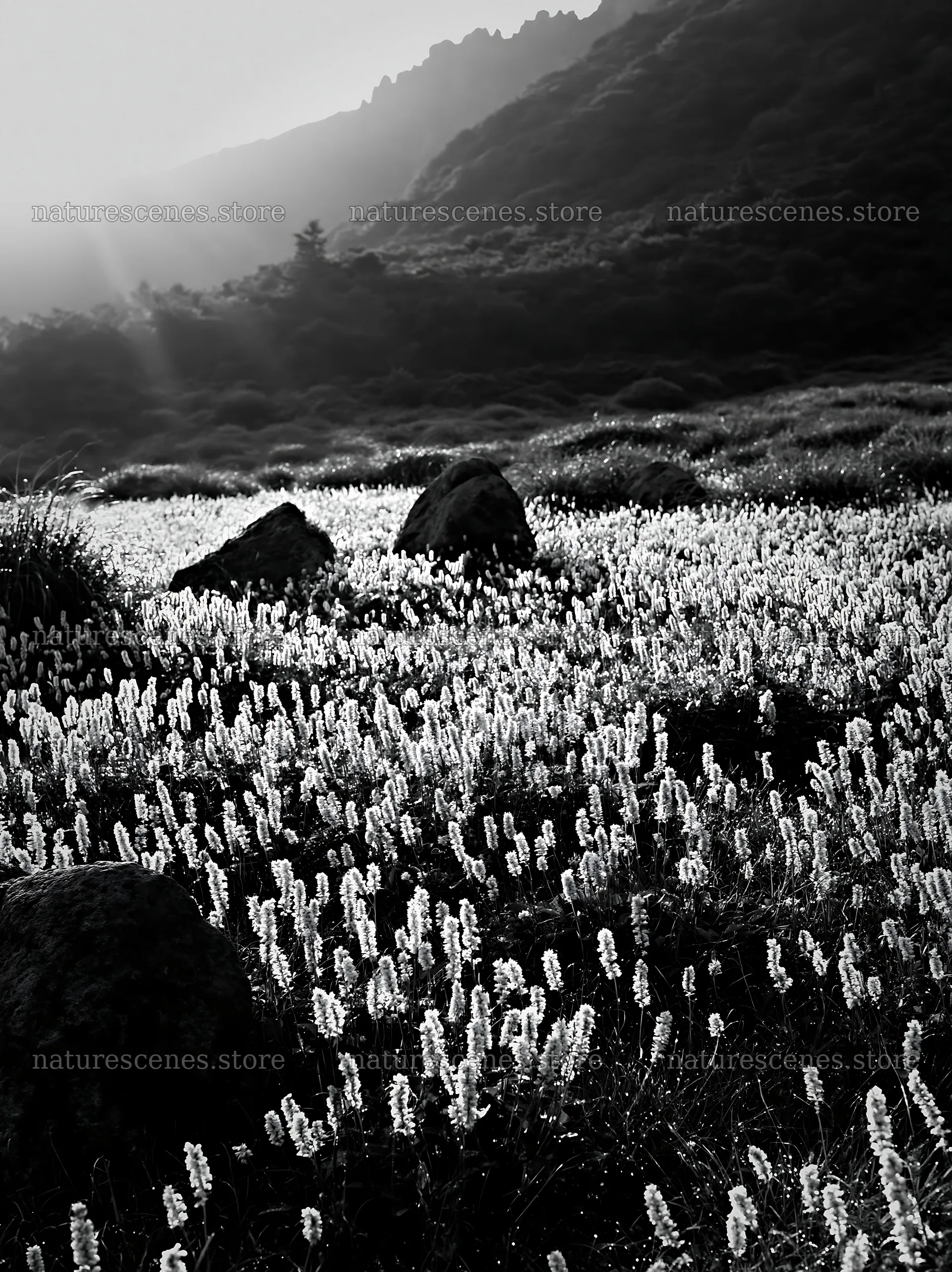 Oita highland meadow with granite stones – nature scenes 6866x9174