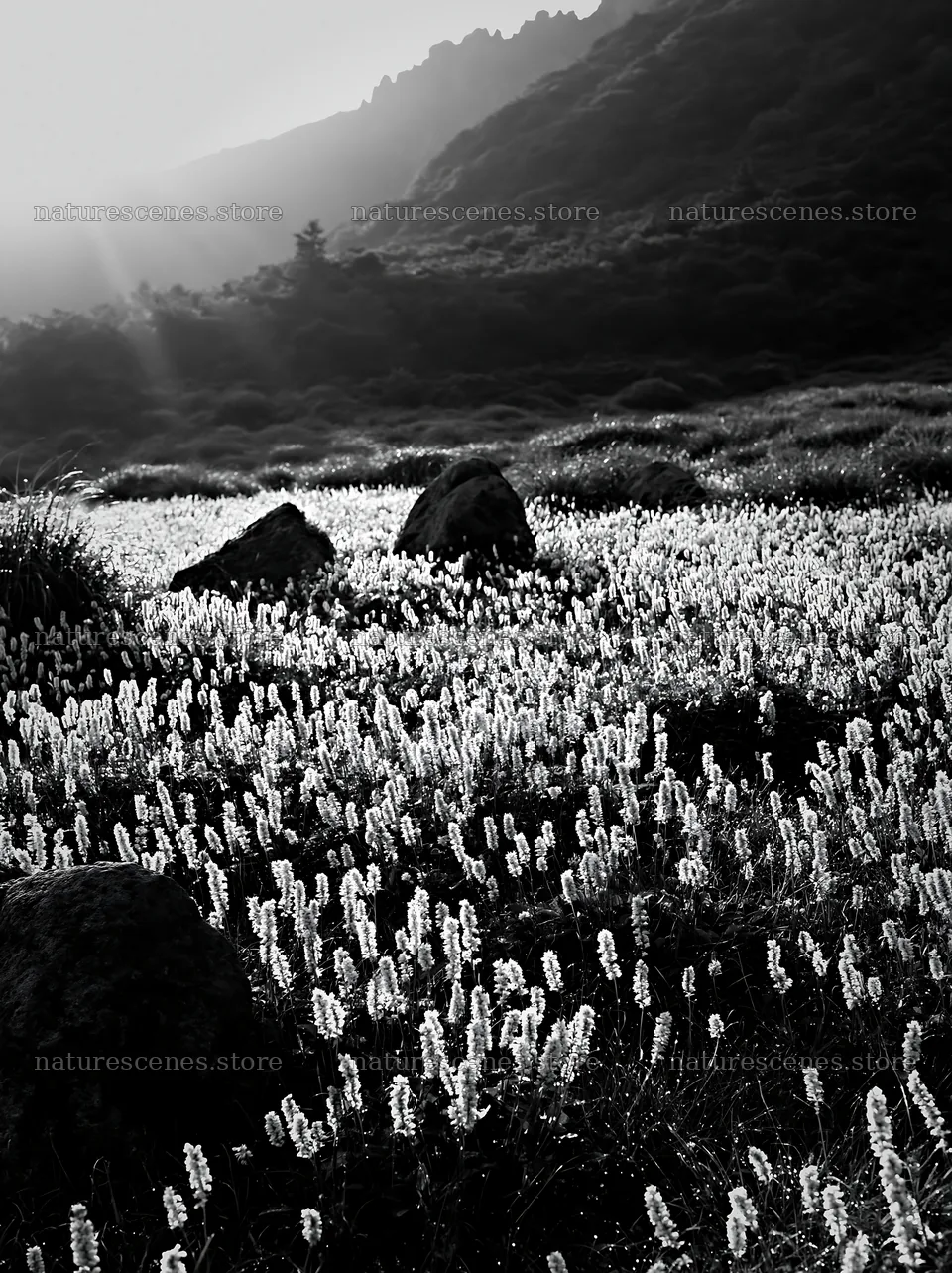Oita highland meadow with granite stones – nature scenes 6866x9174