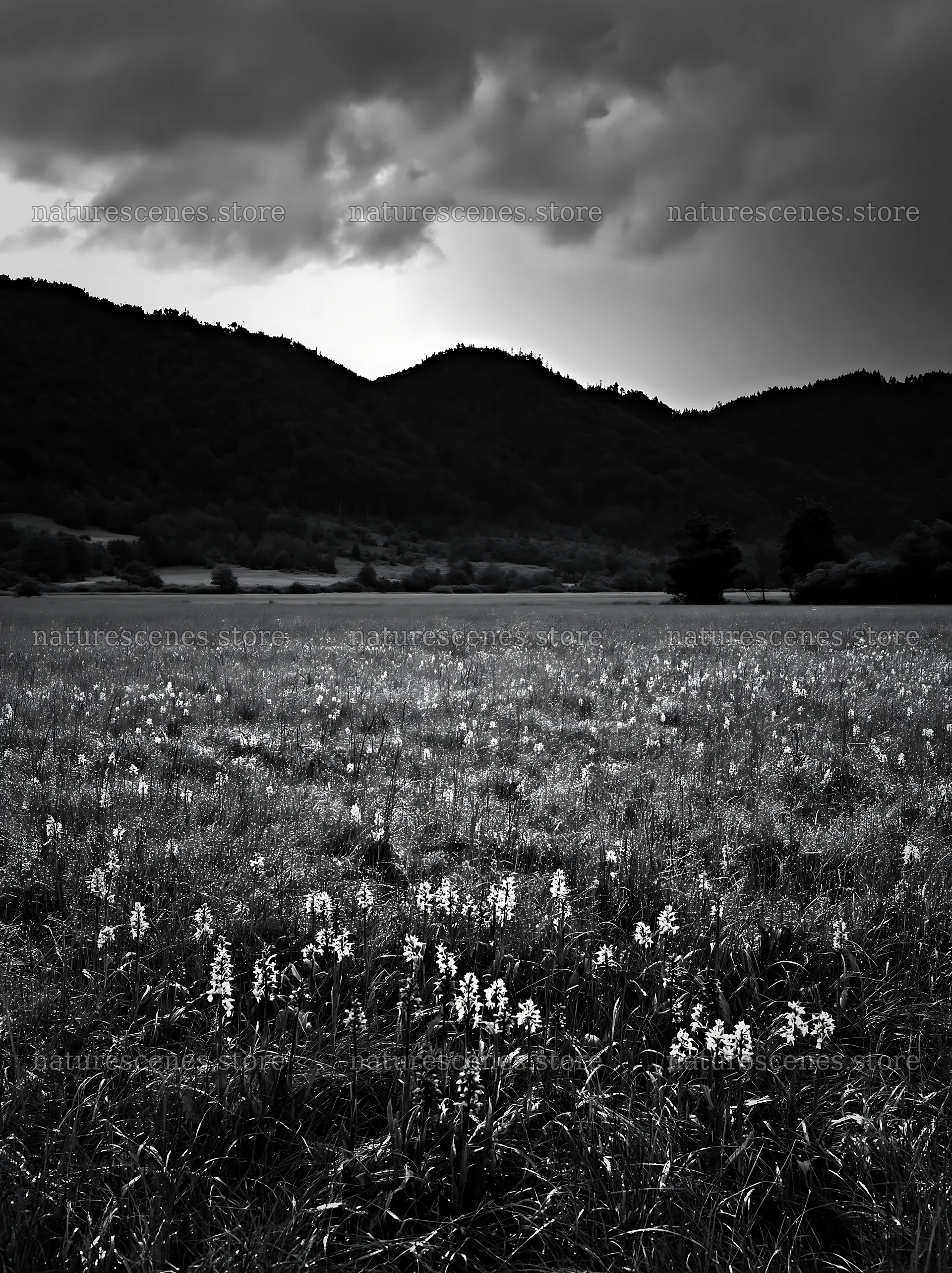 Wild orchid meadow under cloudy sky with mountains in background – nature scenes 6866x9174
