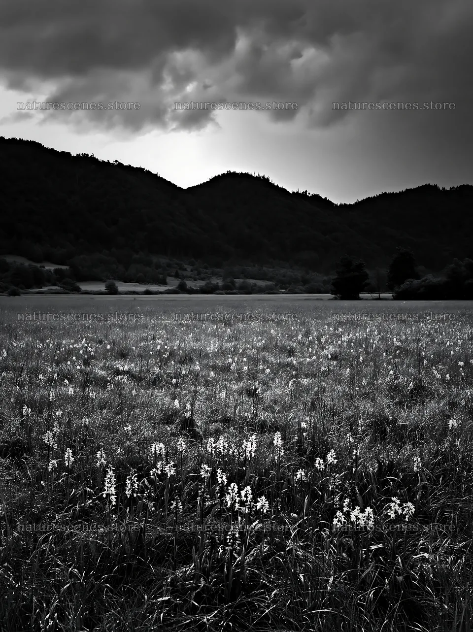 Wild orchid meadow under cloudy sky with mountains in background – nature scenes 6866x9174