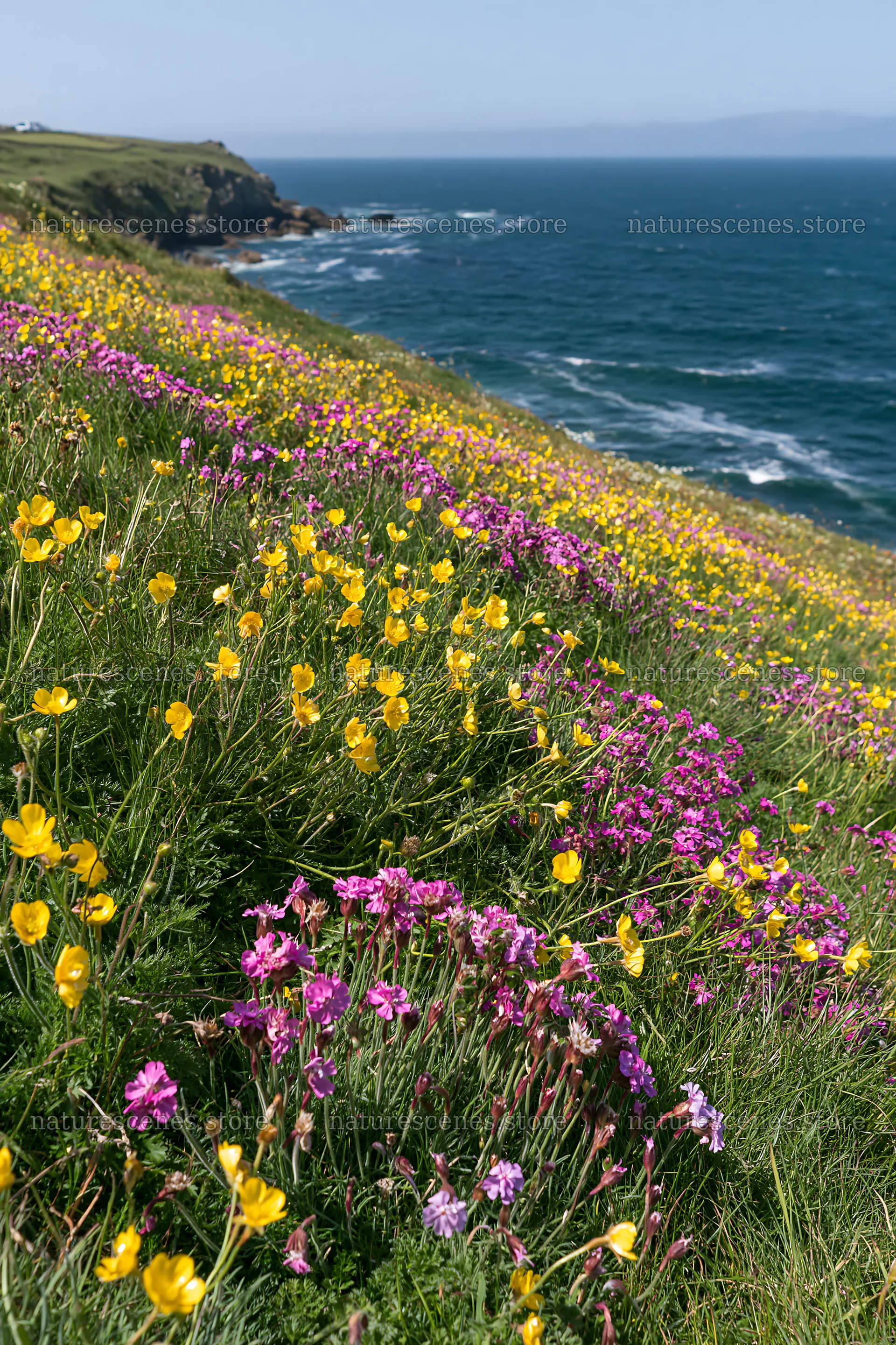 Colorful buttercup meadow by the sea with blooming flowers – nature scenes 6480x9722